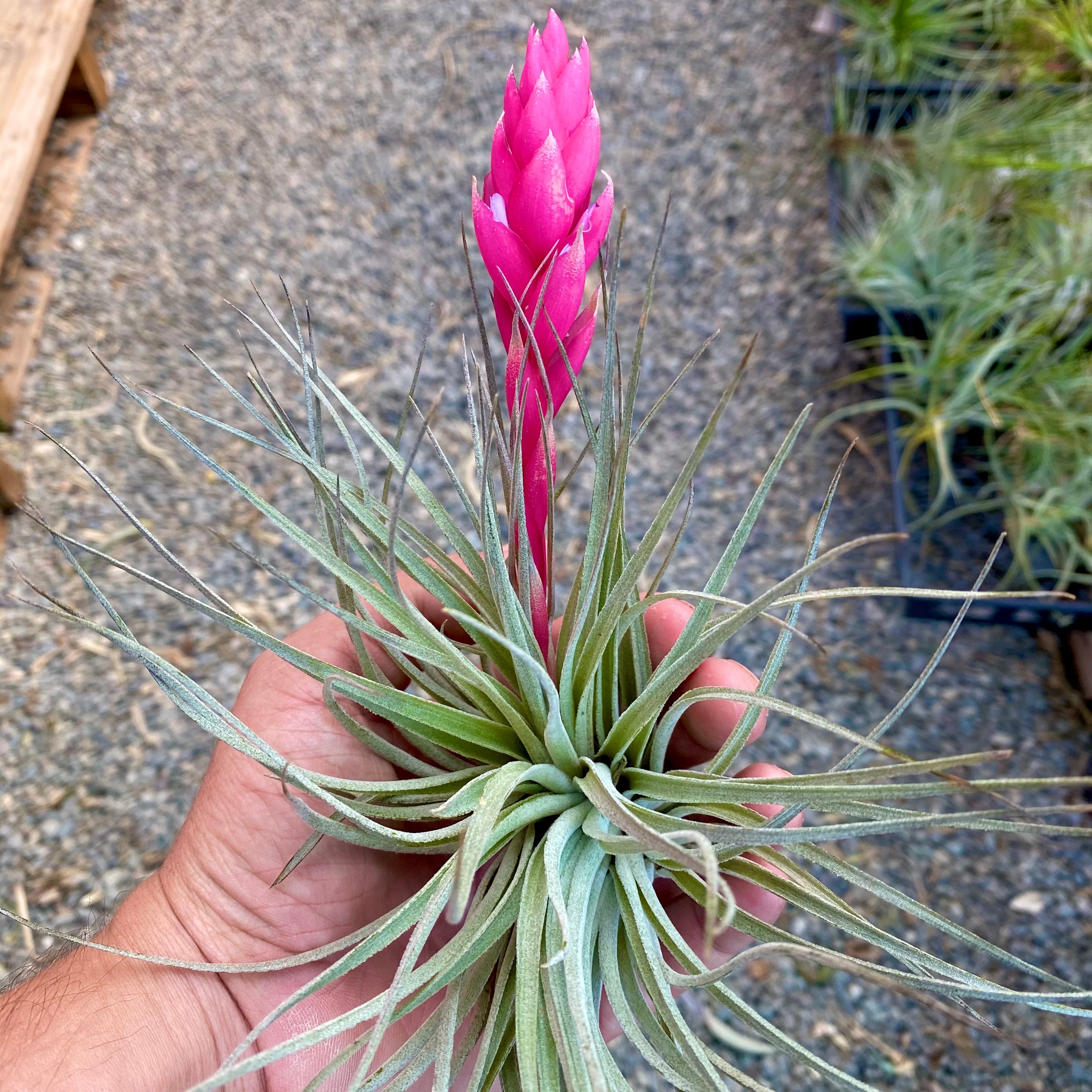 Tillandsia Houston Cotton Candy Air Plant Pink Flower