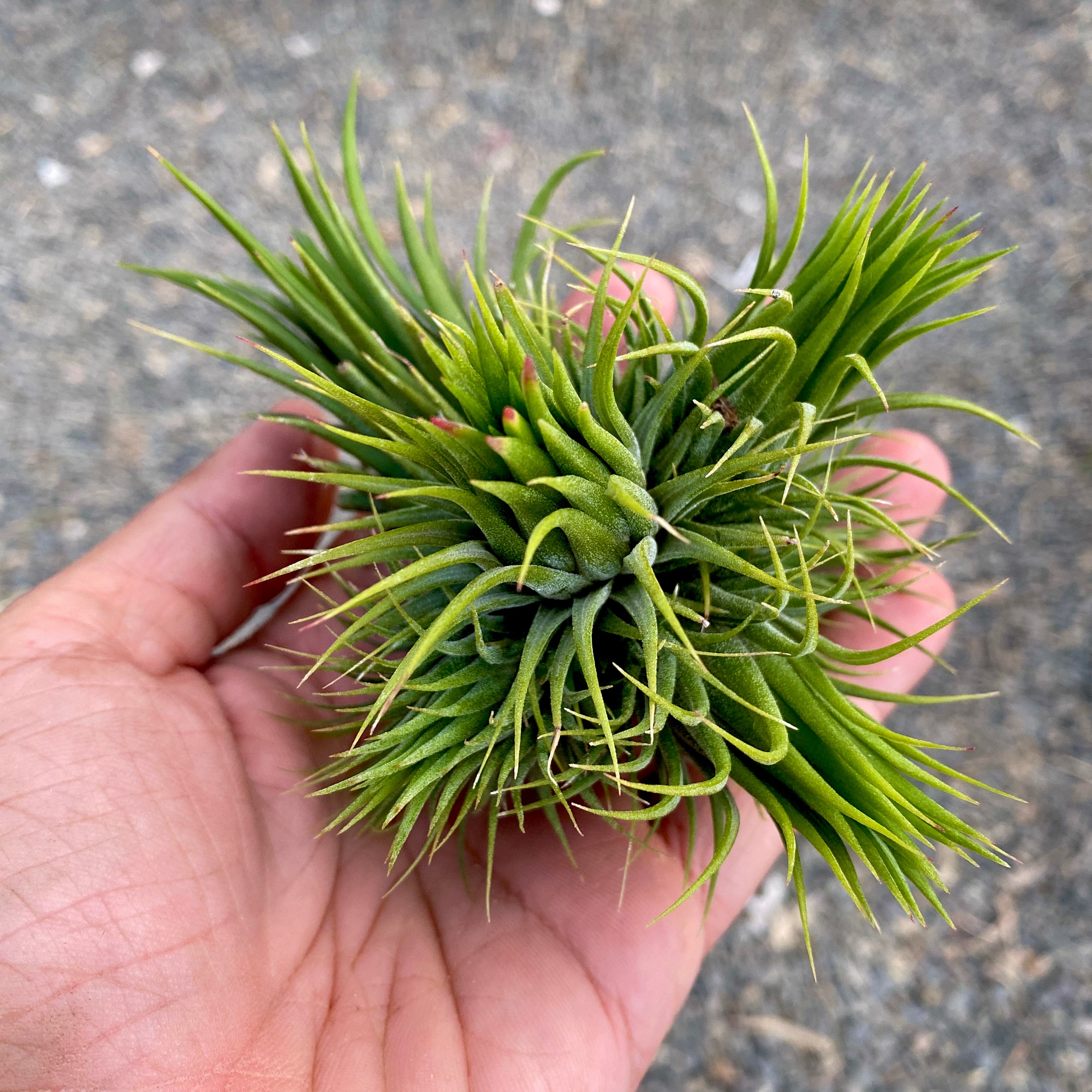 Tillandsia Ionantha Air Plant Clumps In Hand