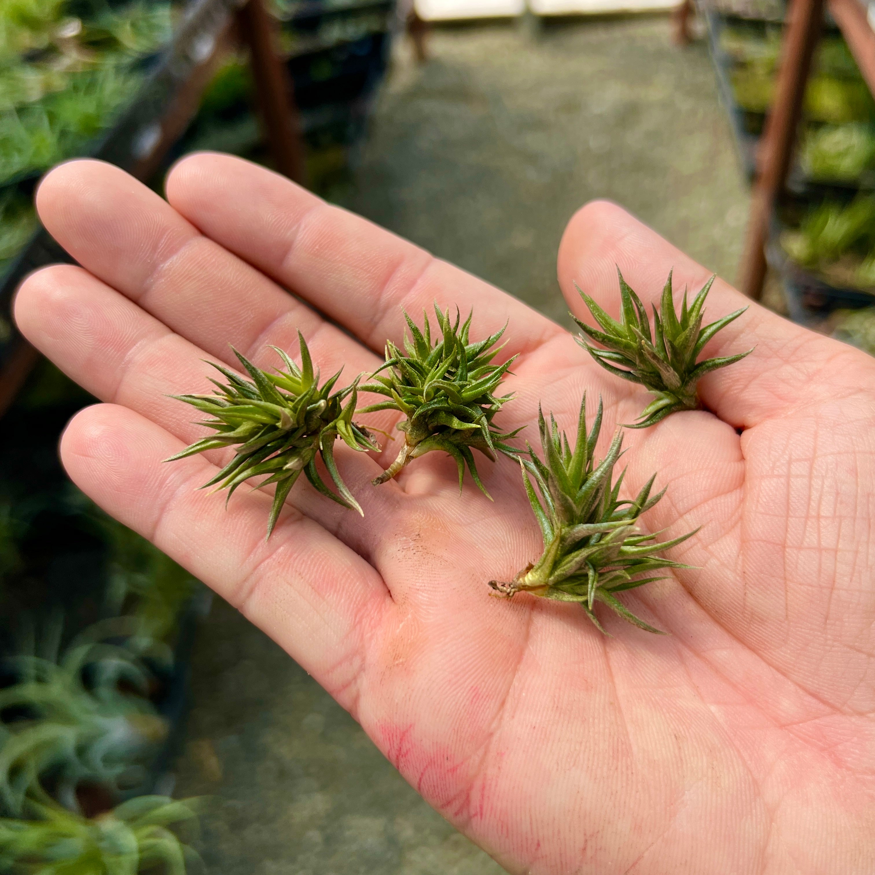 Tillandsia funebris miniature tiny small air plant