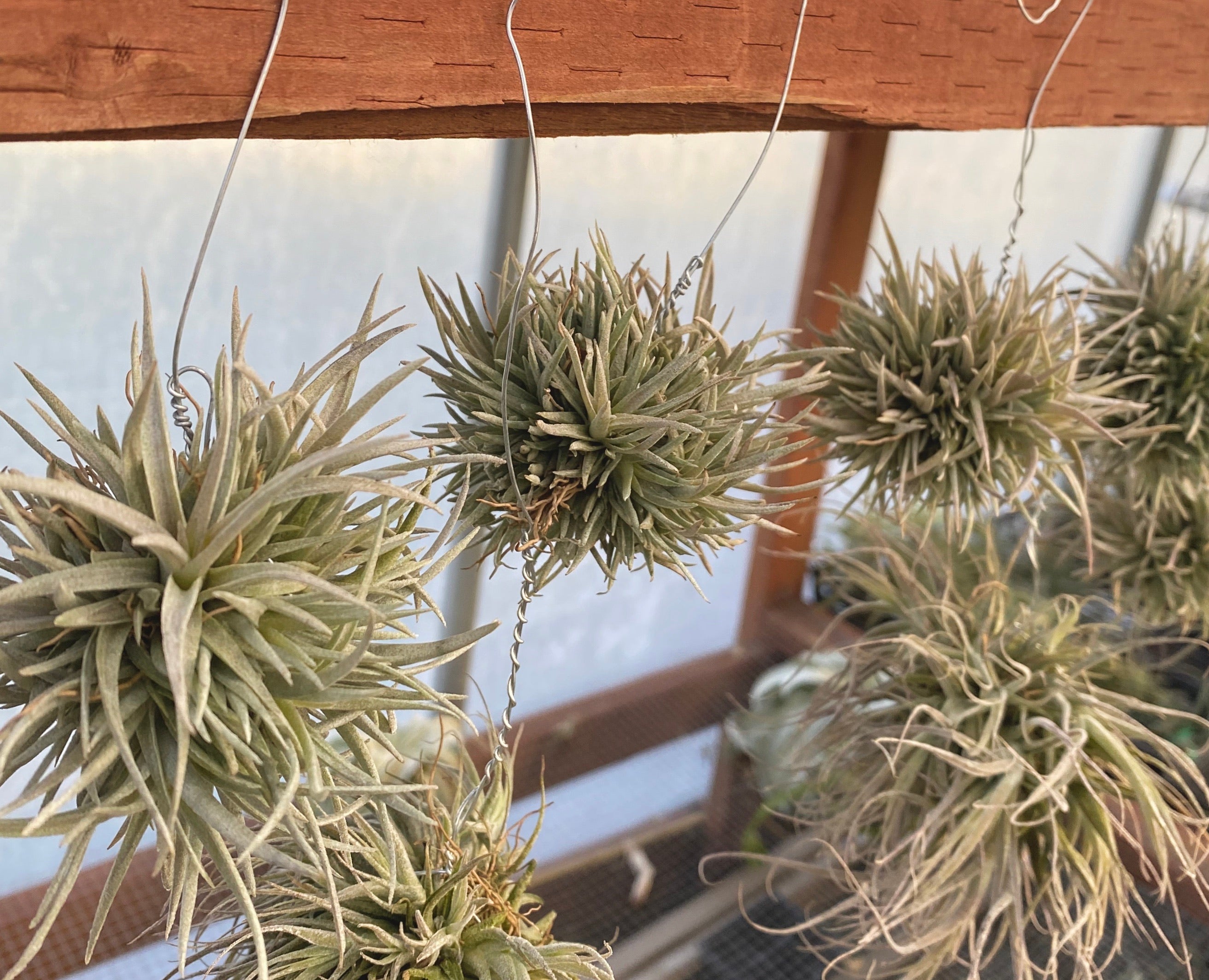 Chiapensis Snowball Form Clump