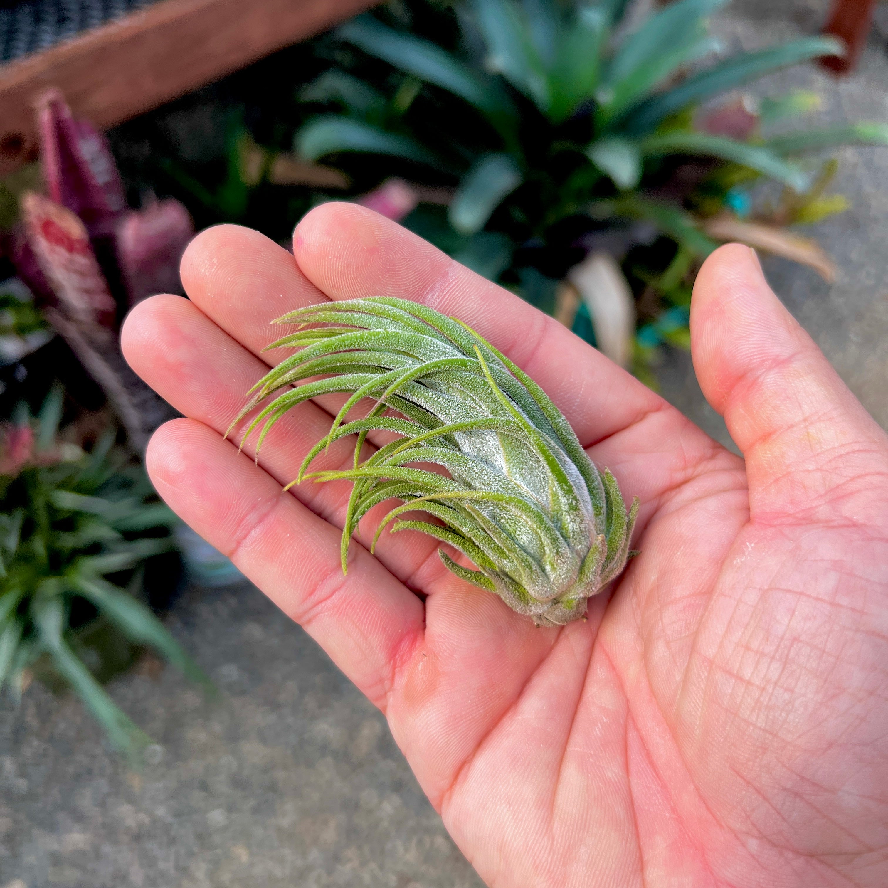 ‘Tina Parr’ (seleriana x ionantha)