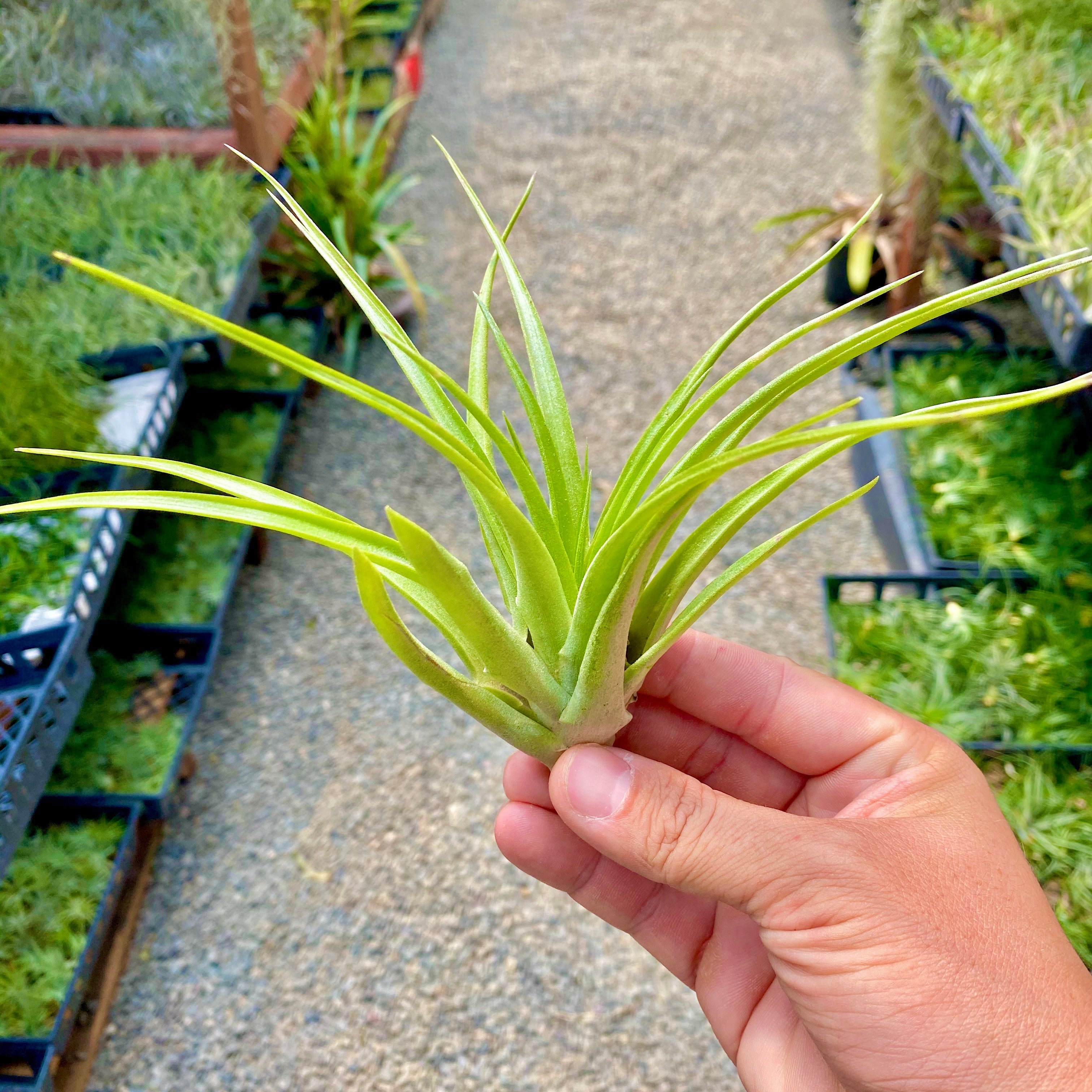 Brachycaulos