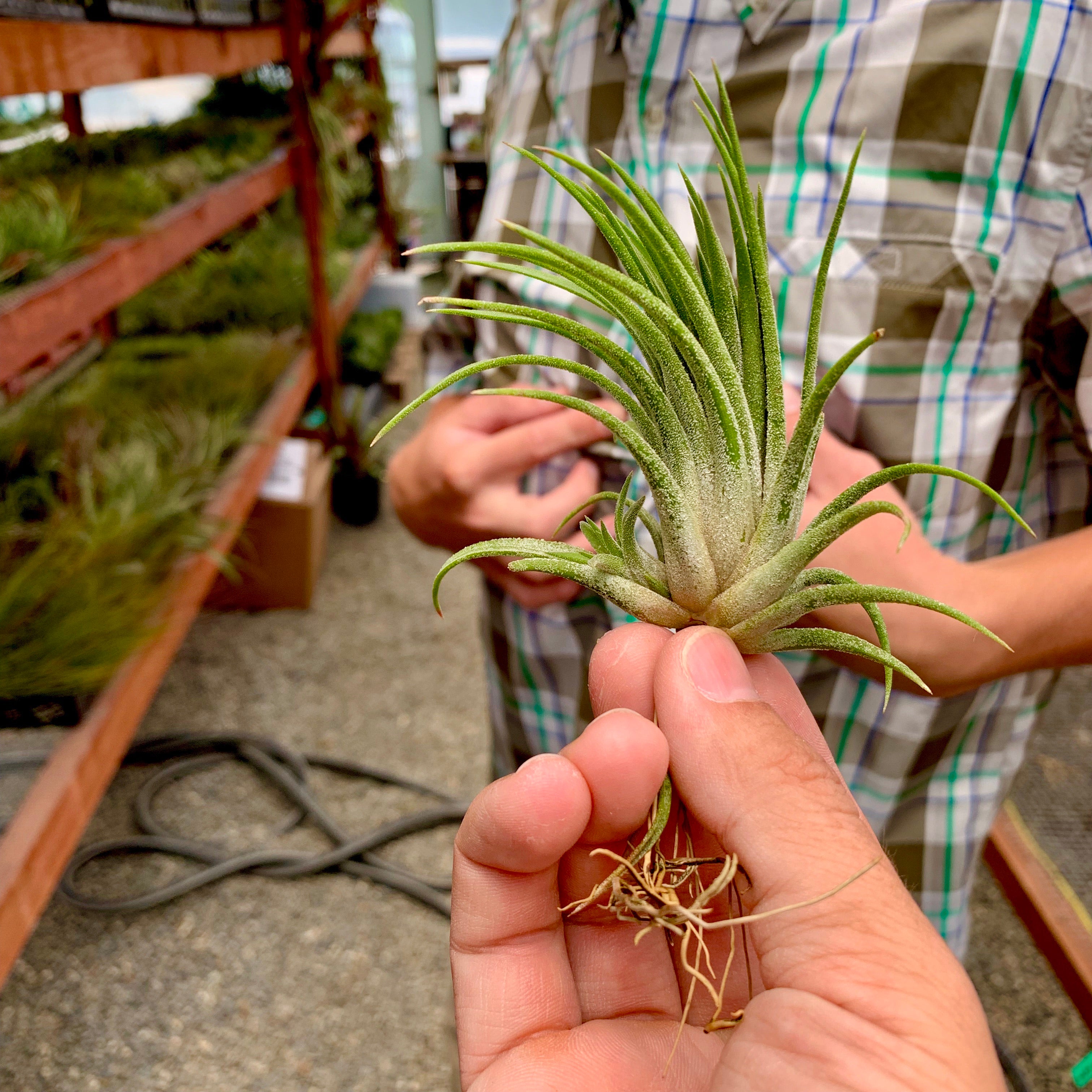 Ionantha Grace <br> (Elegant!)