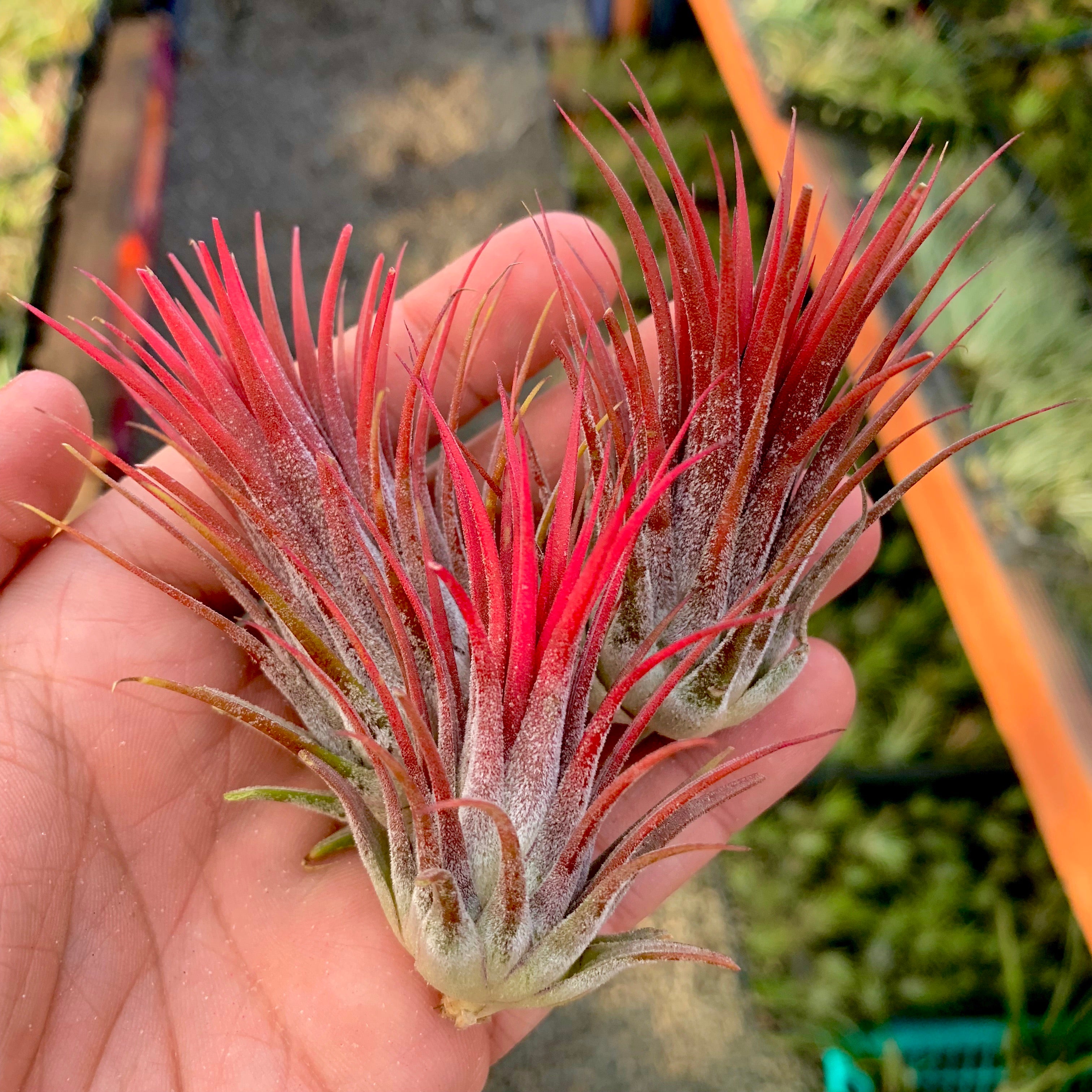 Wholesale Ionantha Red <br> (Minimum Order 5)