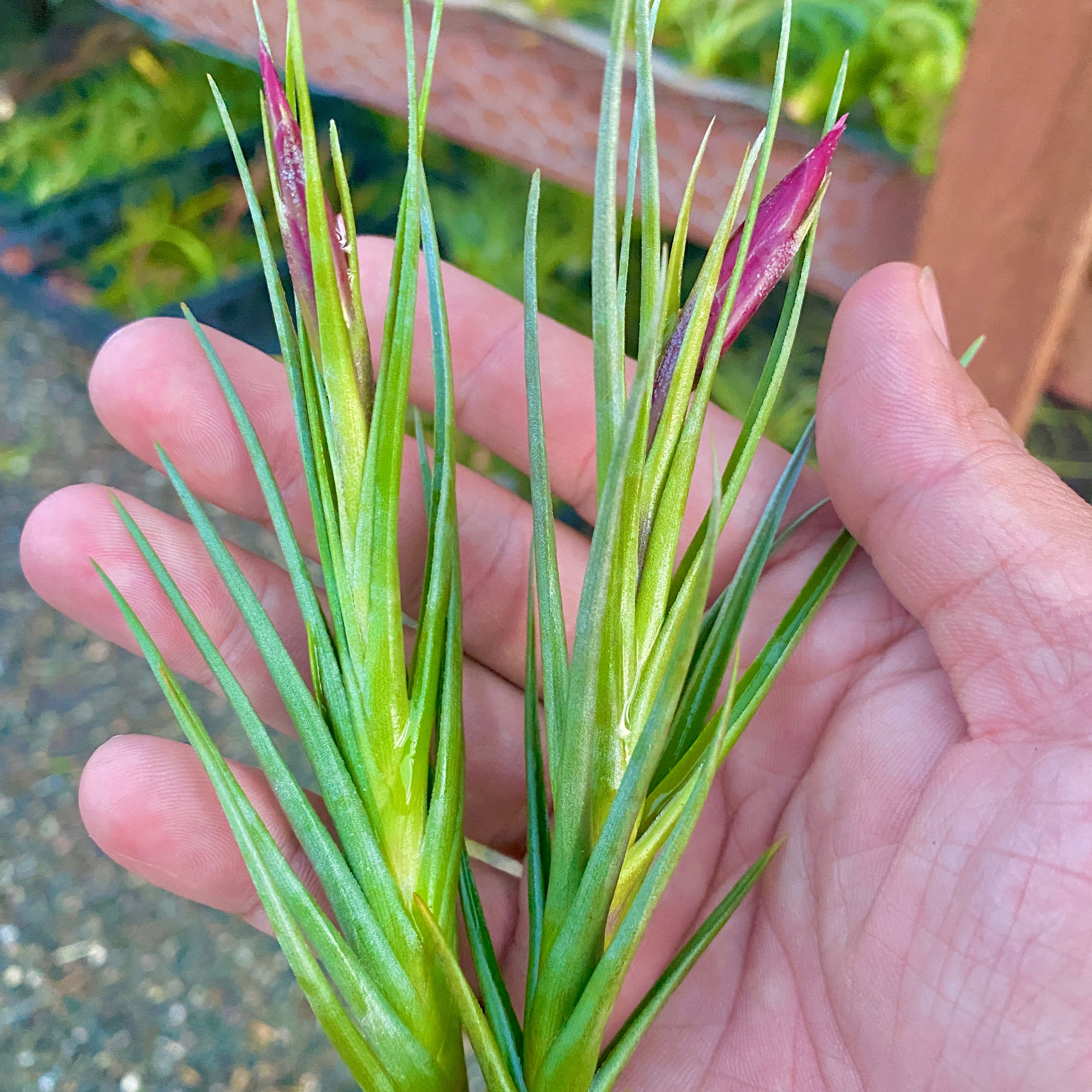 Tillandsia Mystic Burgundy Air Plant Hybrid Purple Flower For Sale