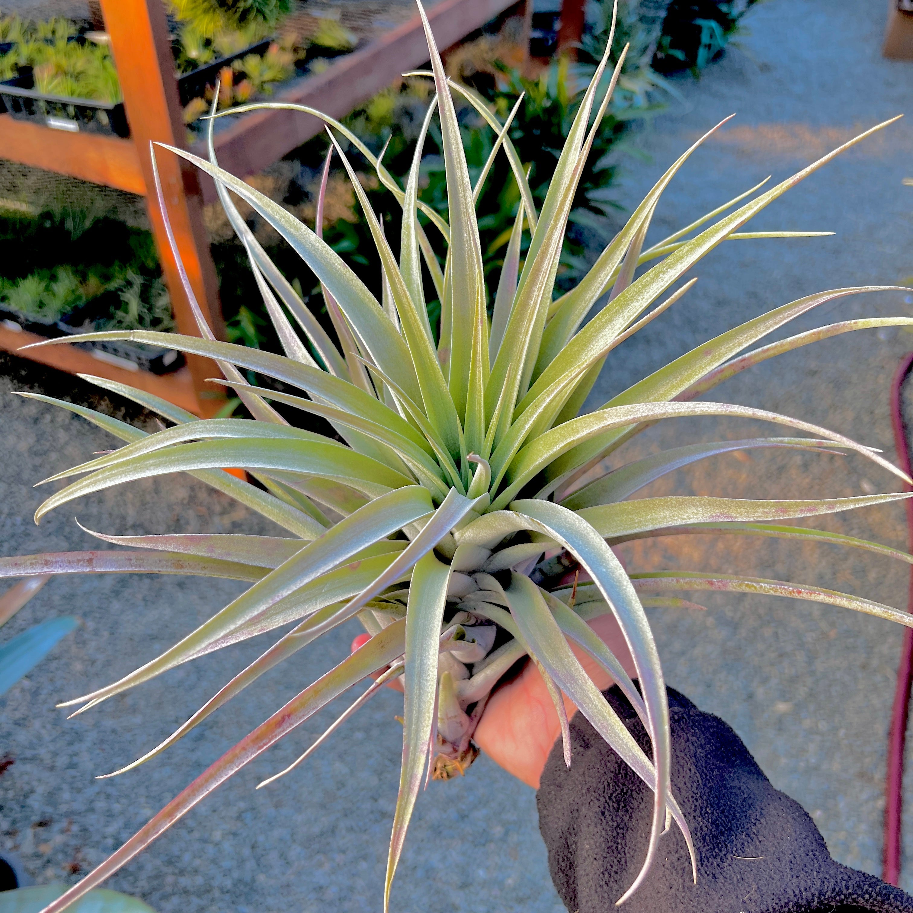 Capitata Salmon Tillandsia Extra Large Air Plant Rare Species