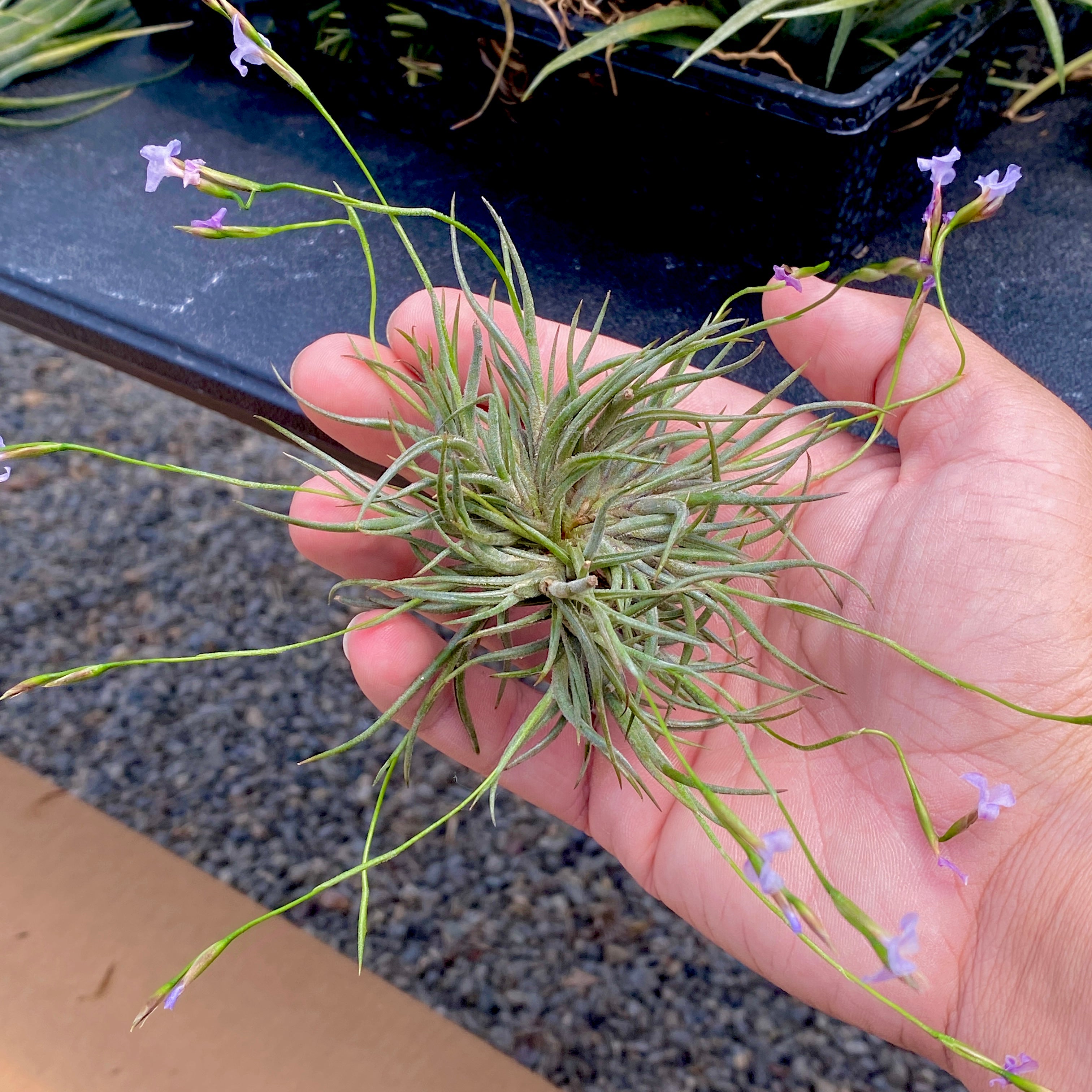 Tillandsia Bandensis Air Plant With Purple Flowers Being Held In Hand