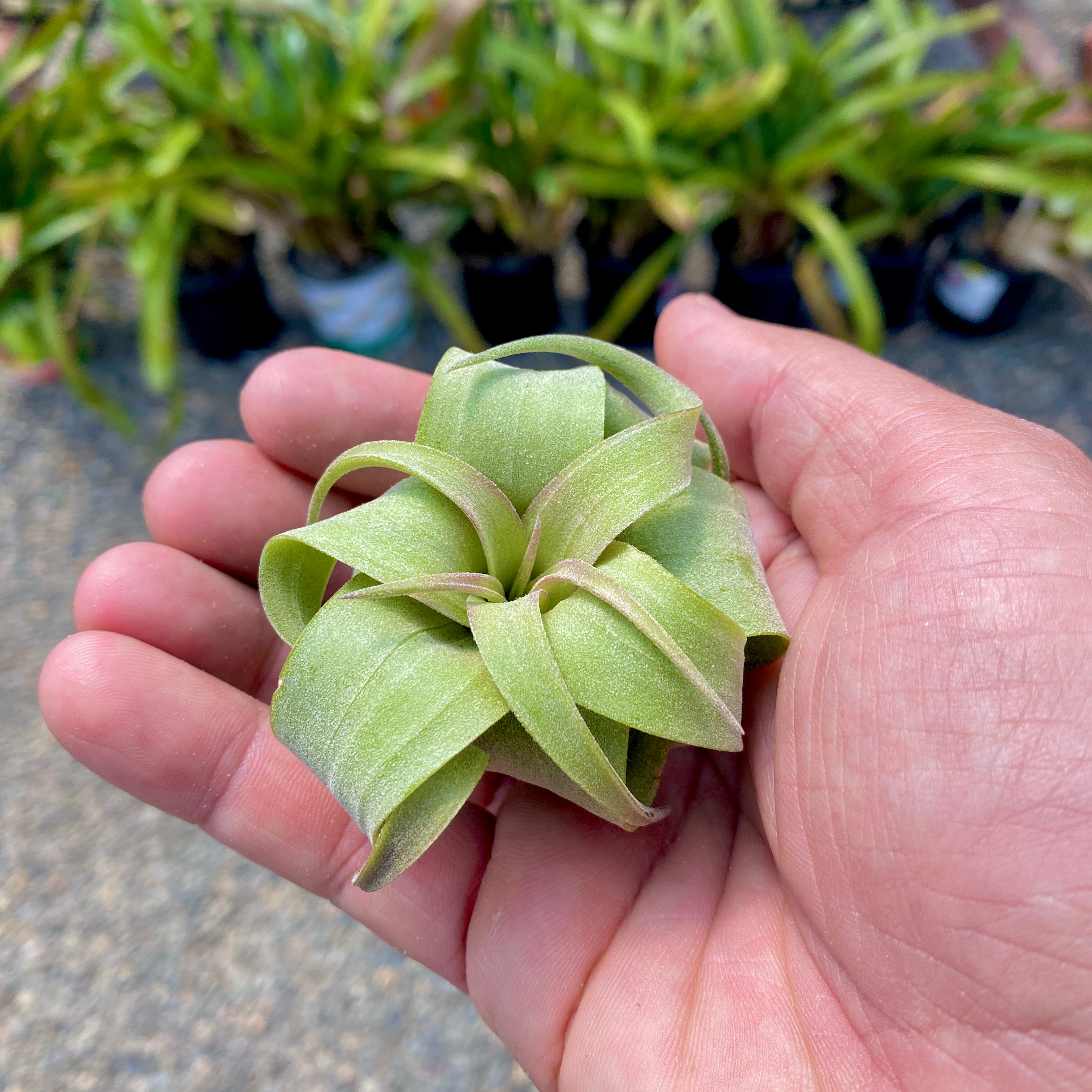 TIllandsia streptophylla curly shirly temple air plant 