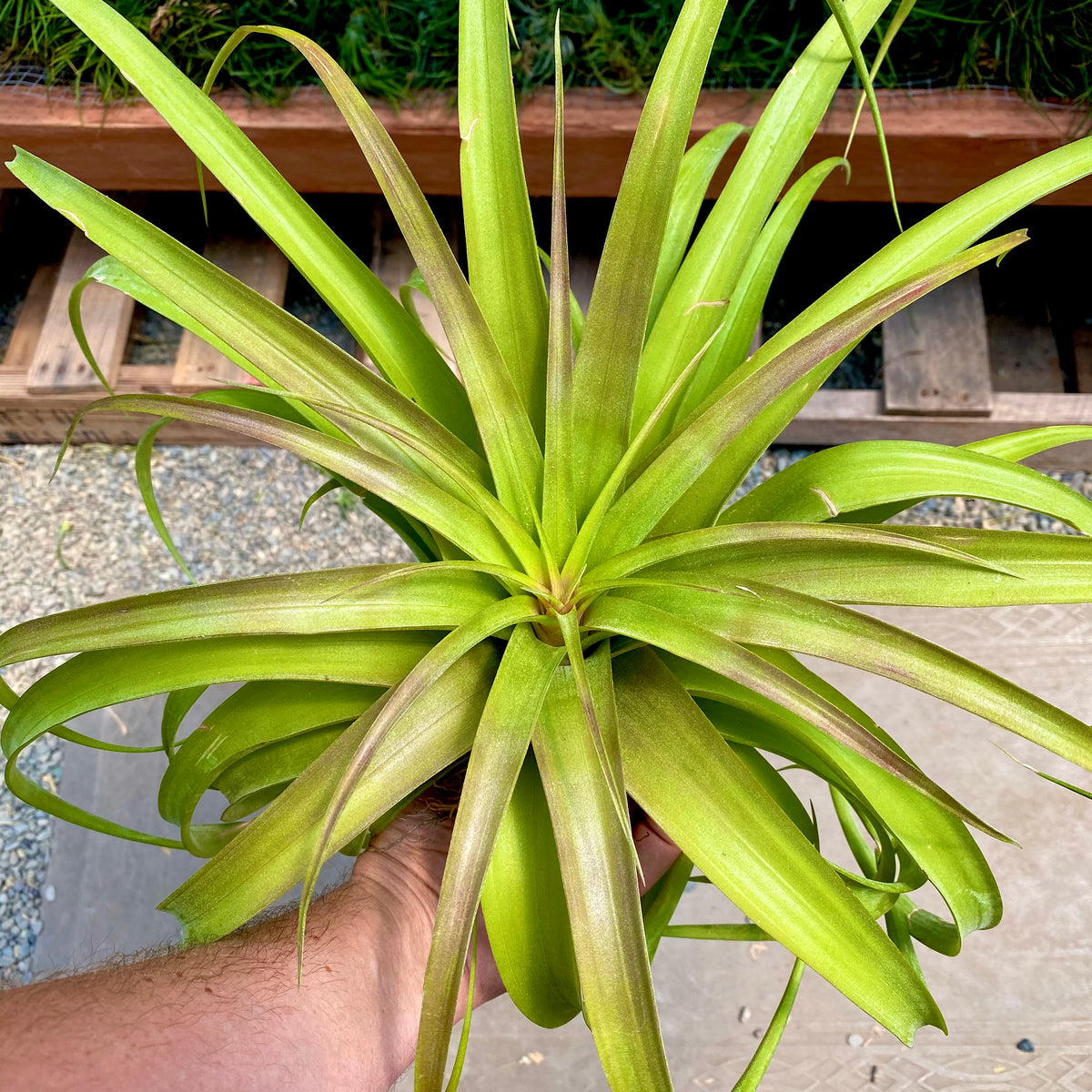 Strepto X Xero Lg <br> (tall/open form)