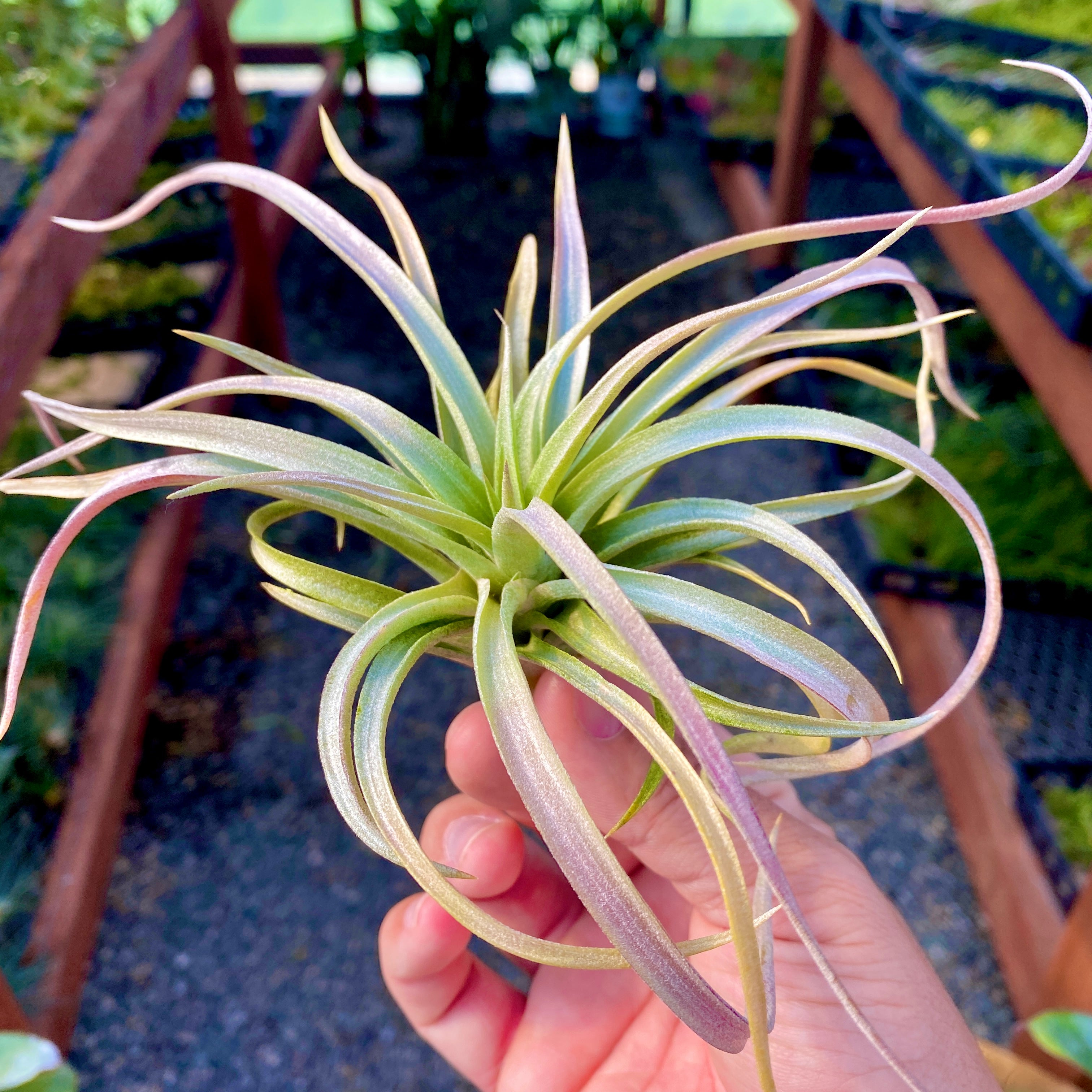 Rare Colorful Air Plant Tillandsia With Color