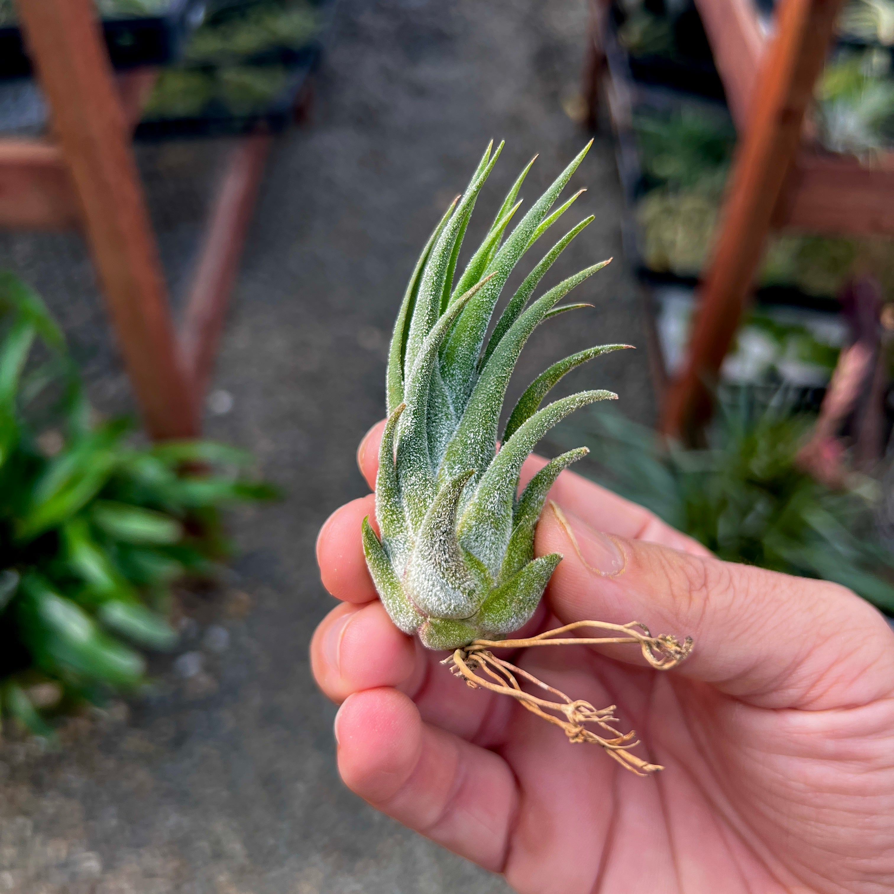 ‘Tina Parr’ (seleriana x ionantha)