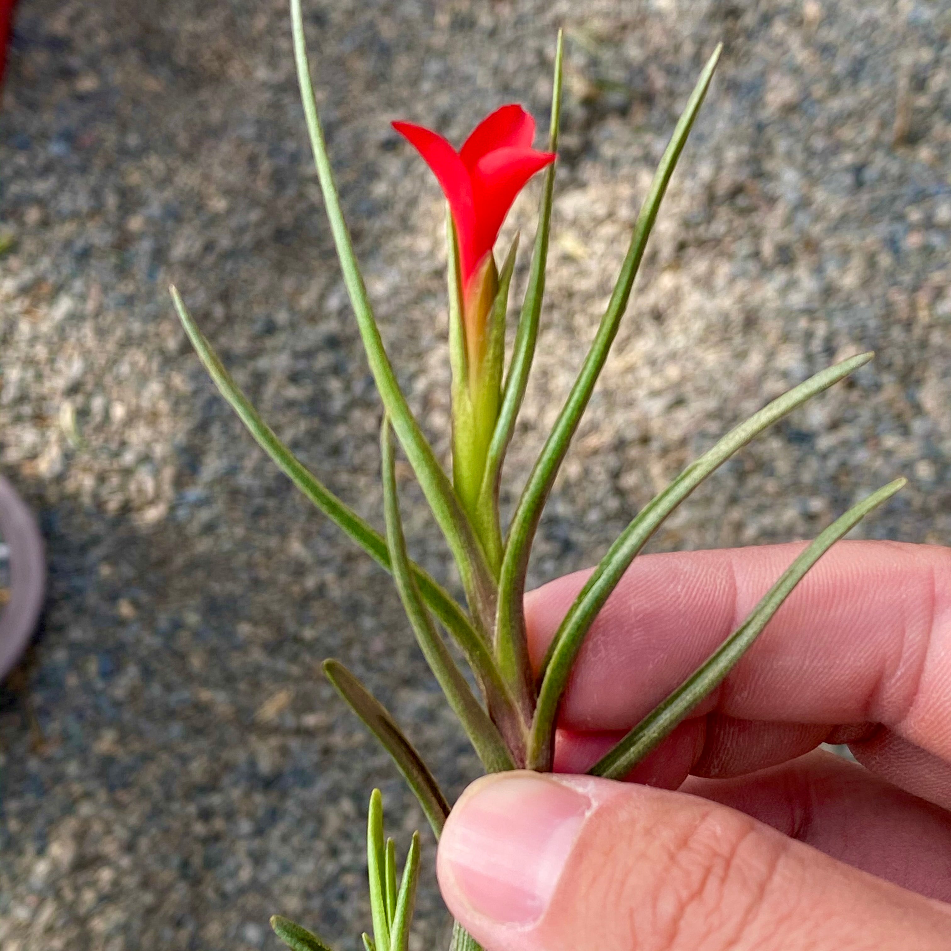 air plant with red flower Albertiana (Lipstick Red Flower When In Bloom) Small Species