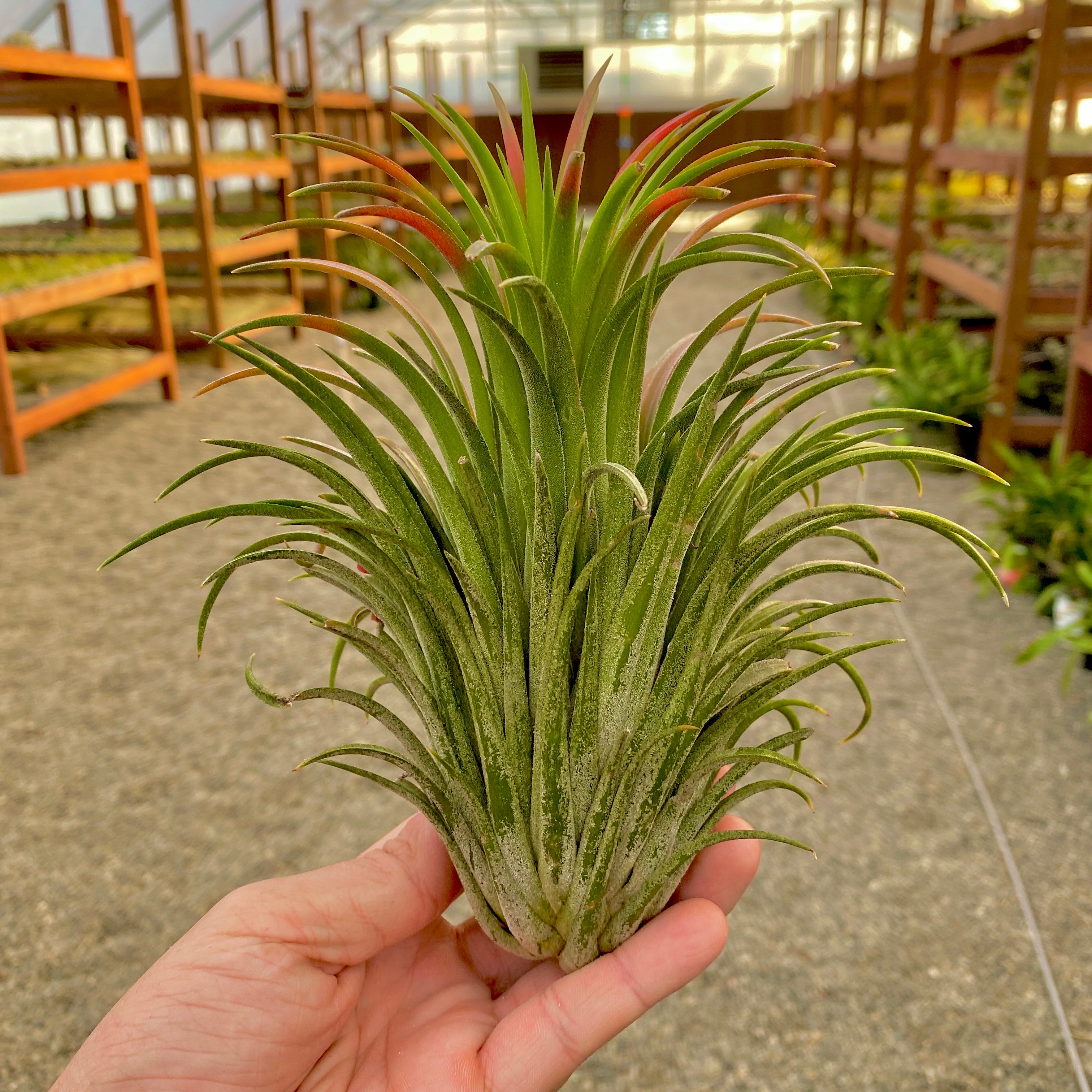 XL Premium Ionantha Selections