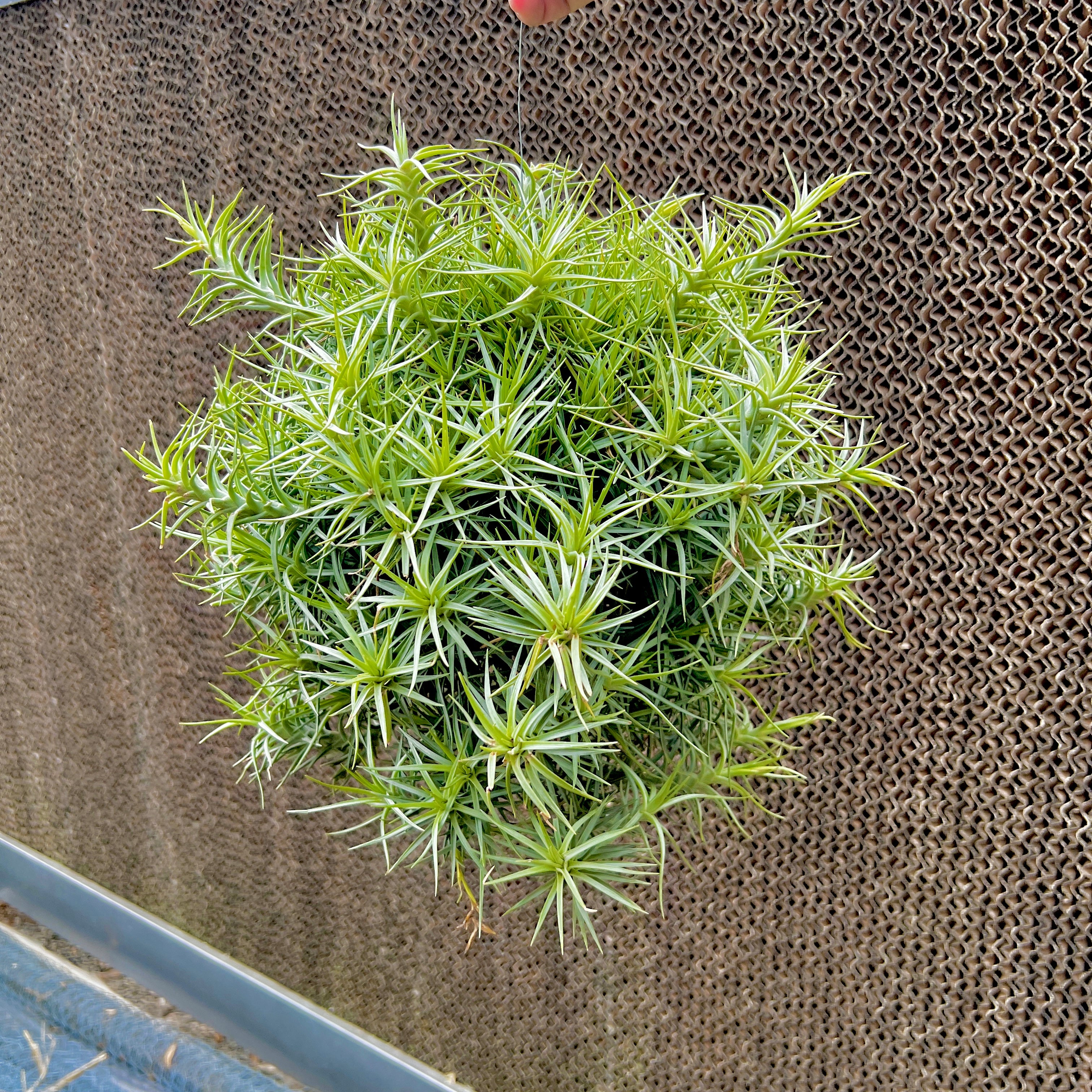 Cocoensis Giant Clumps On Hanging Wire