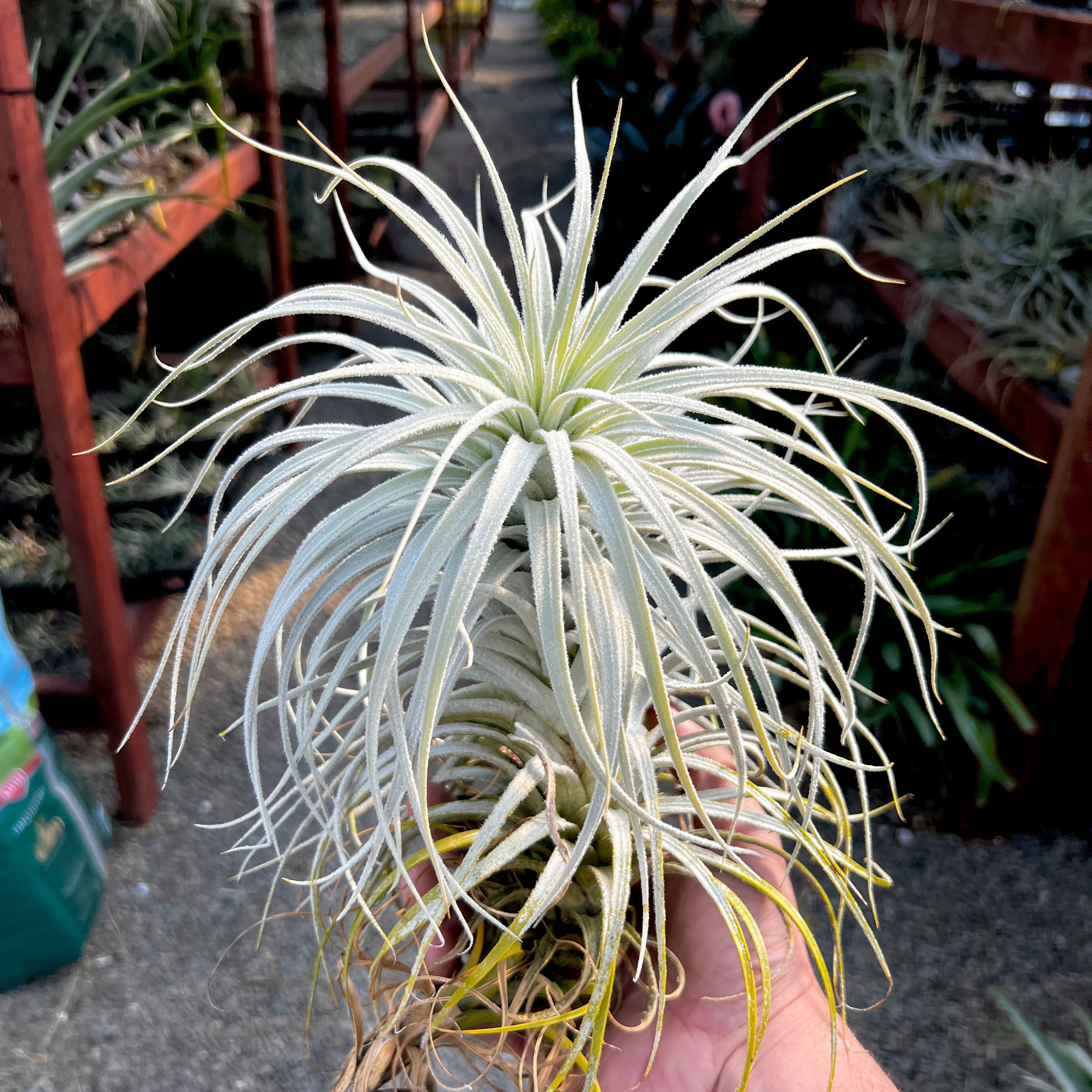 Giant Artificial Air Plant - Jes & Gray Living