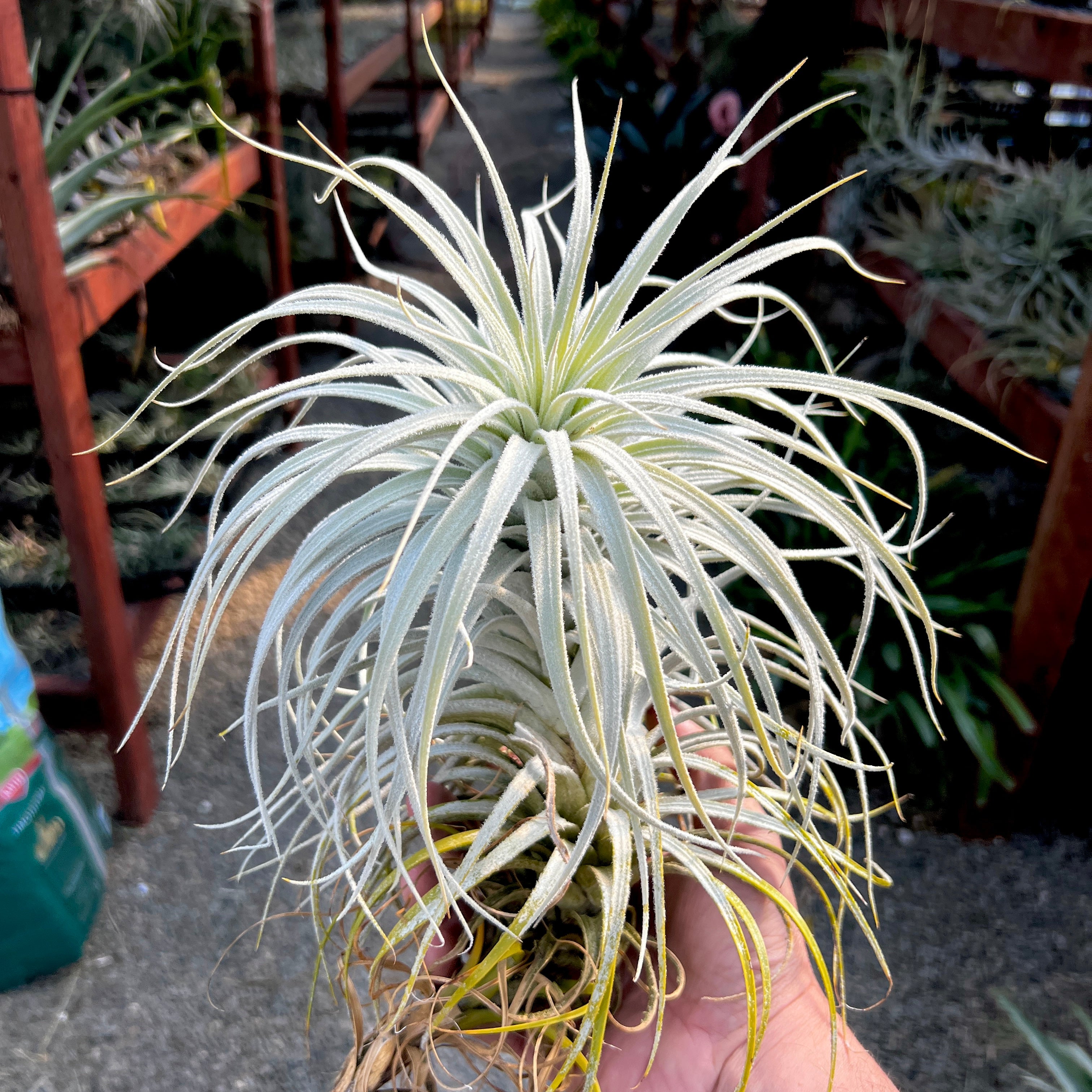 Tectorum White Mamba Lg