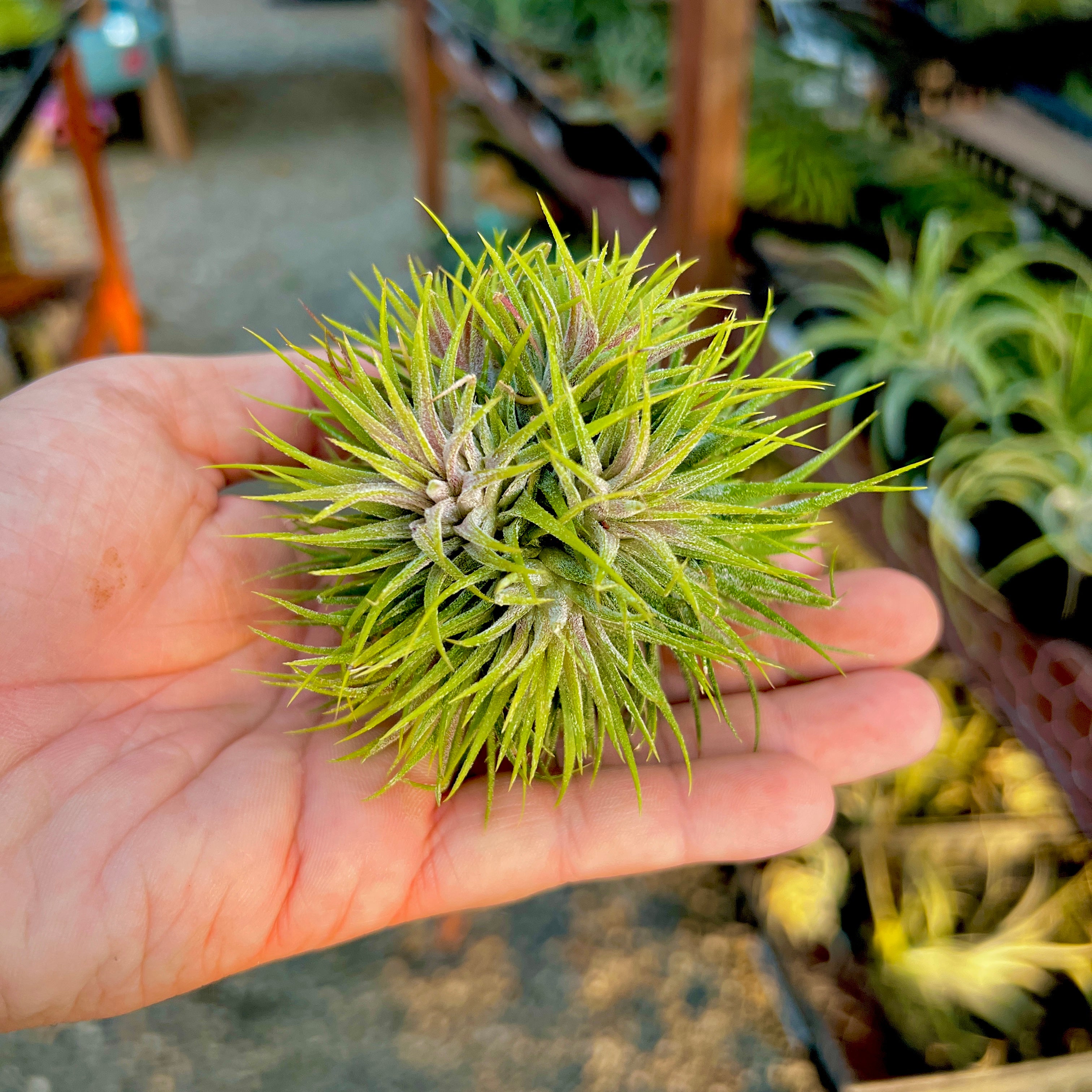 Ionantha ‘Star’ <br> (New Worldwide Release!)