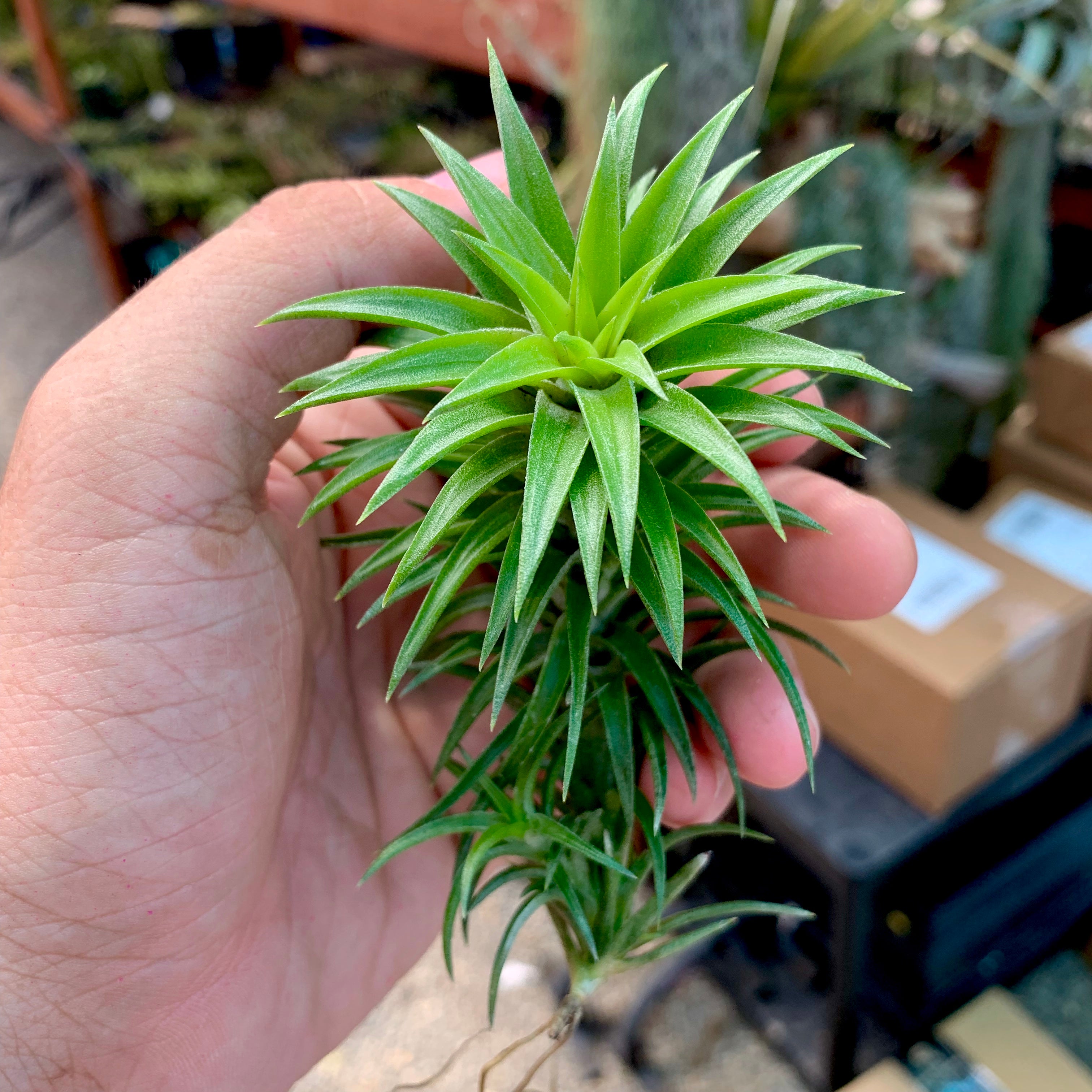 Tillandsia Neglecta Air Plant Small Cute Terrarium Plant