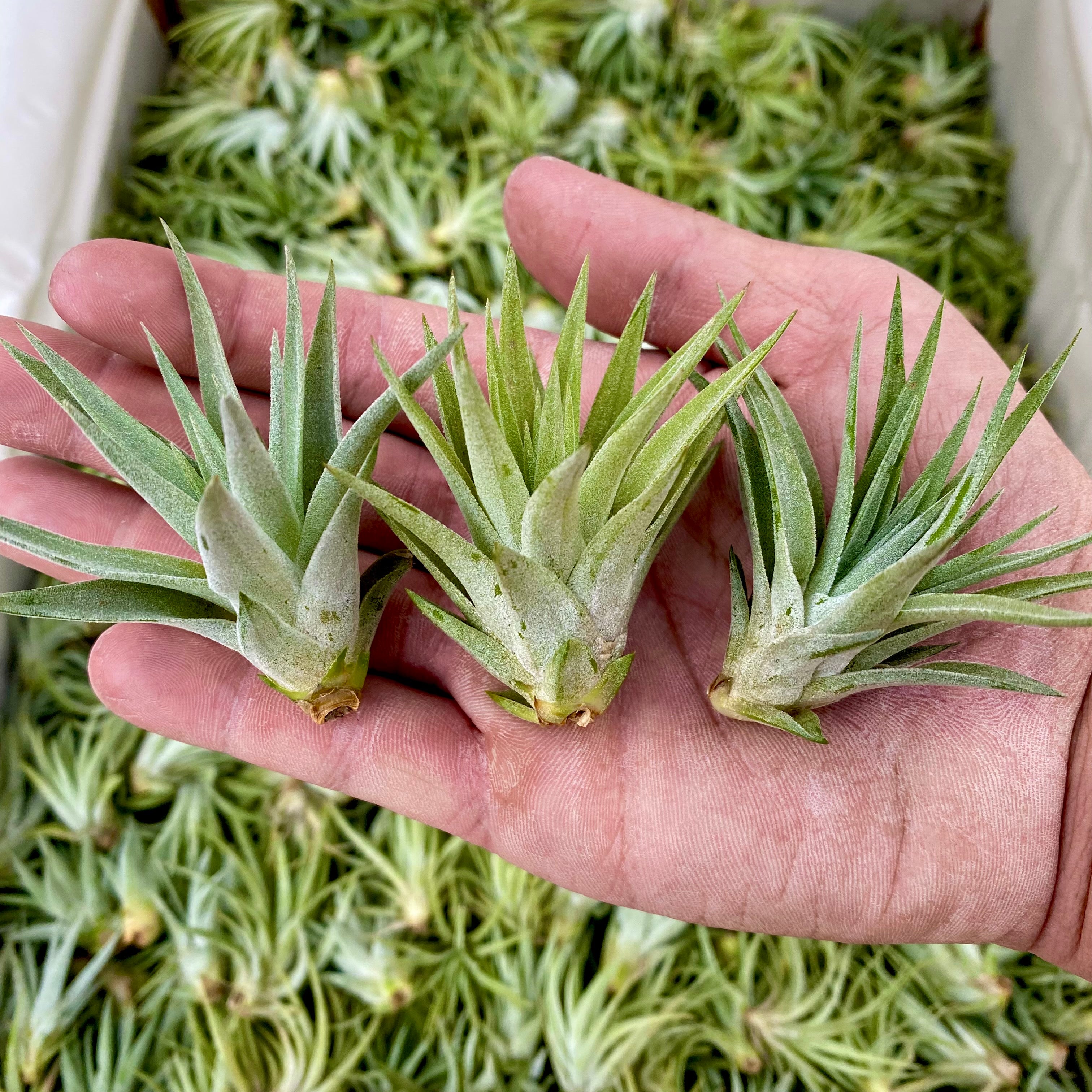 Tillandsia plagiotropica cute small air plant for vases, glass orbs, and terrariums