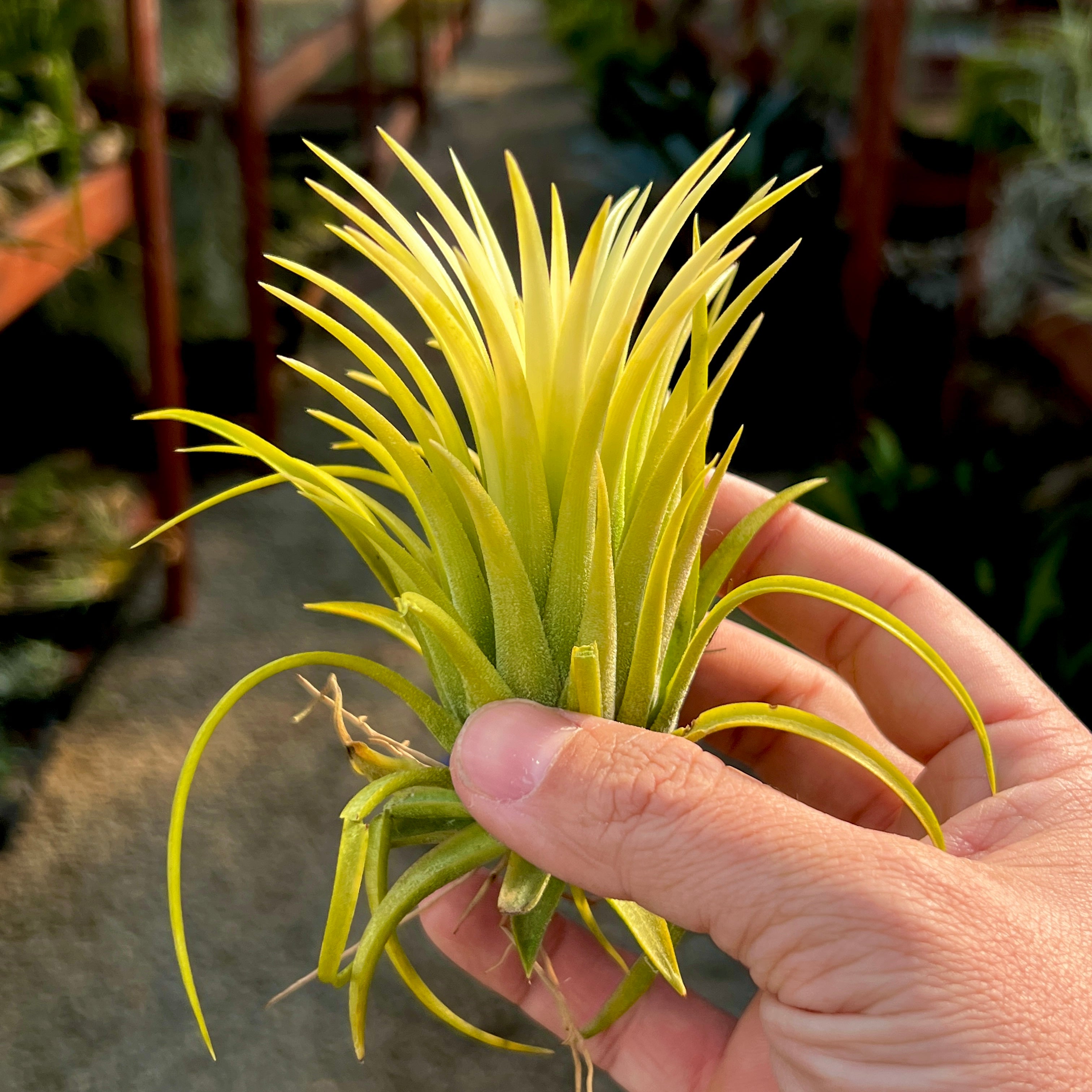 Ionantha Sumo White <br> (Currently Not In Blush)