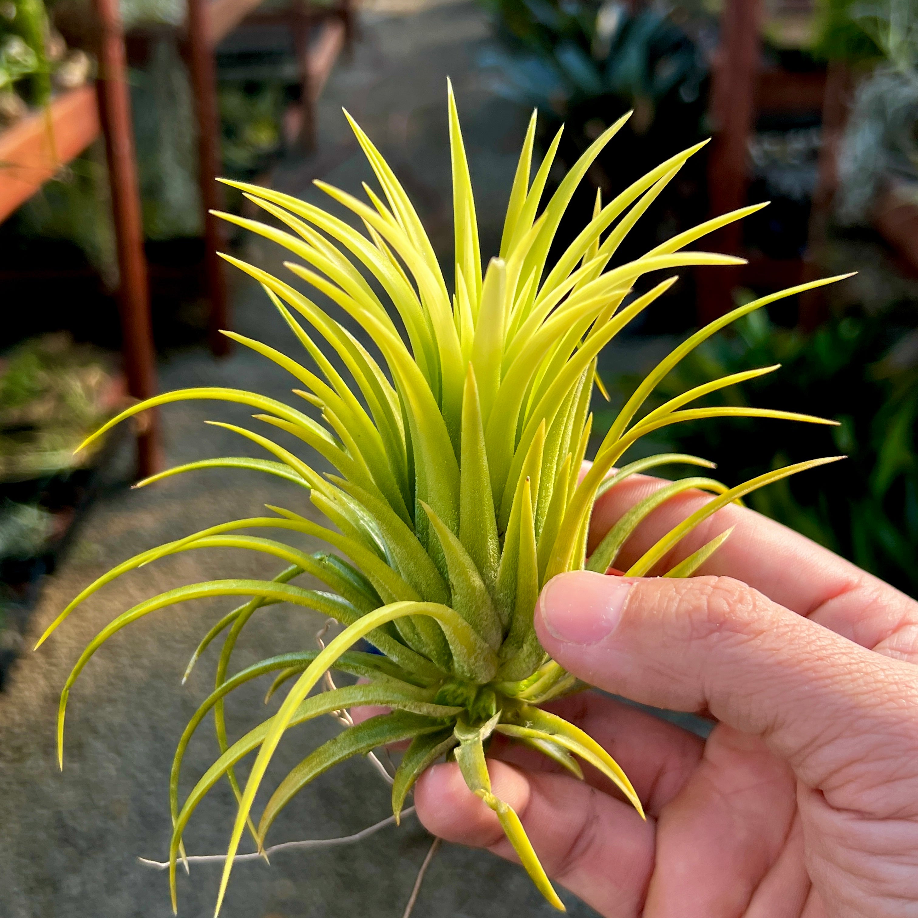 Ionantha Sumo White <br> (Currently Green)