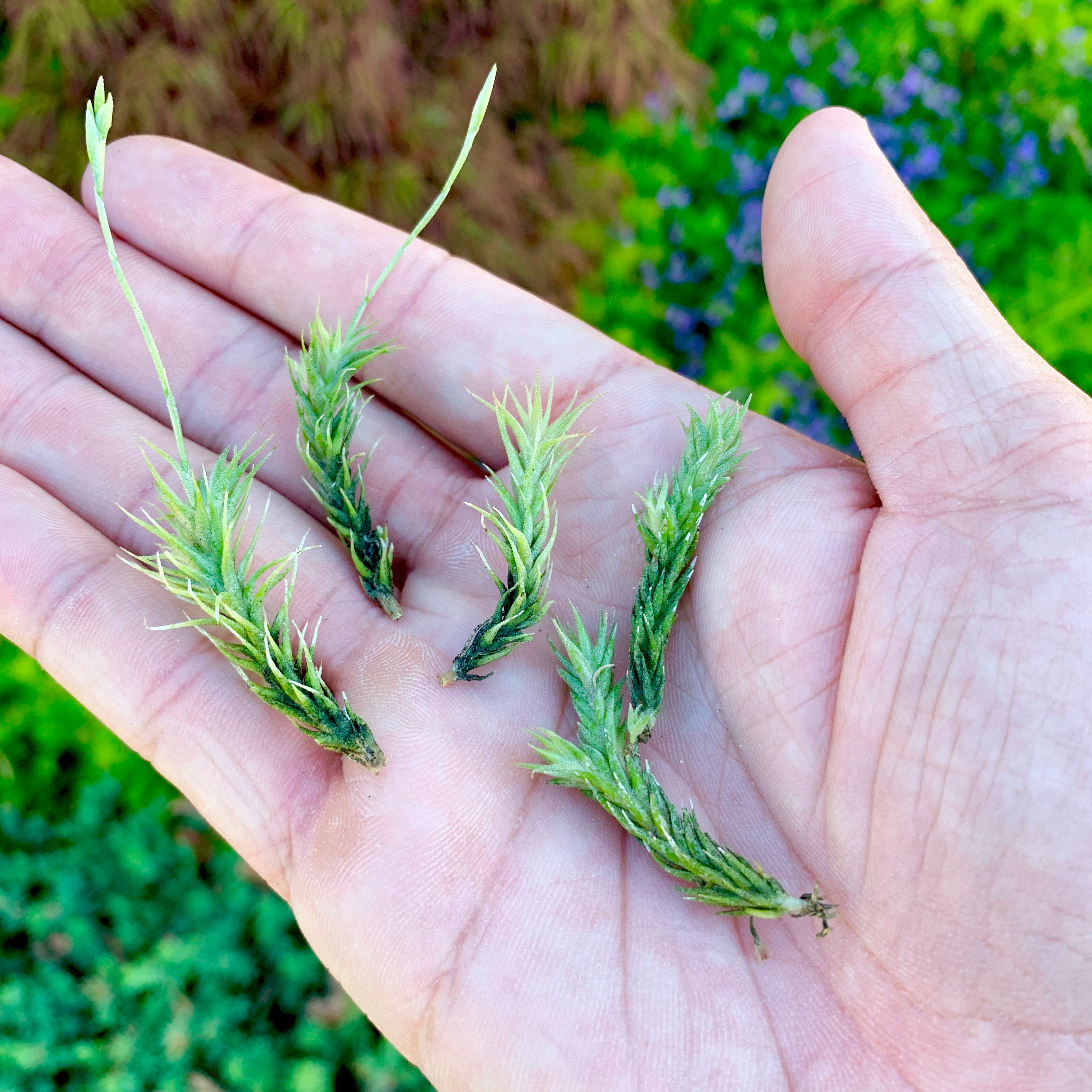 Tillandsia pedicellata air plant miniature 