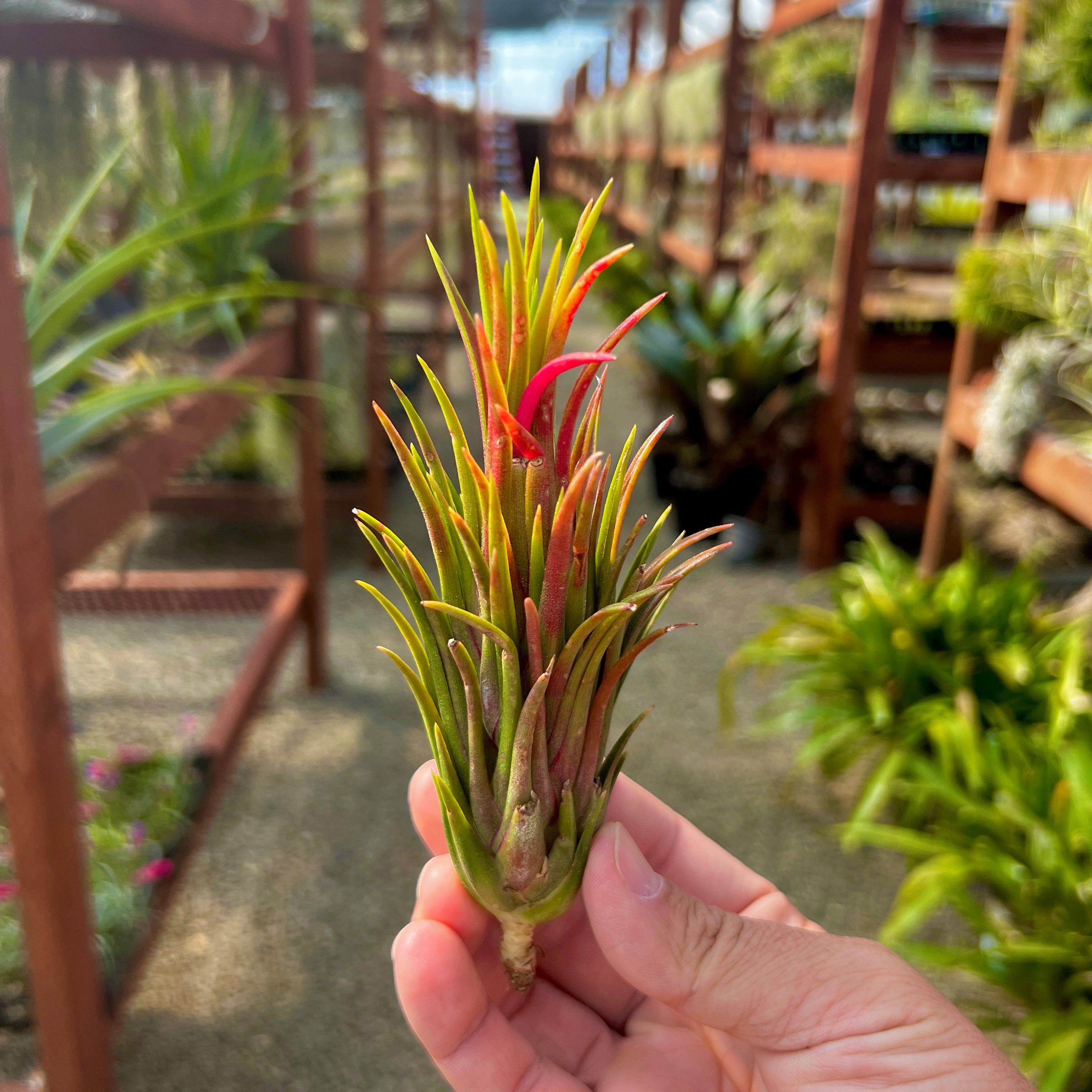 ionantha fuego totem pole