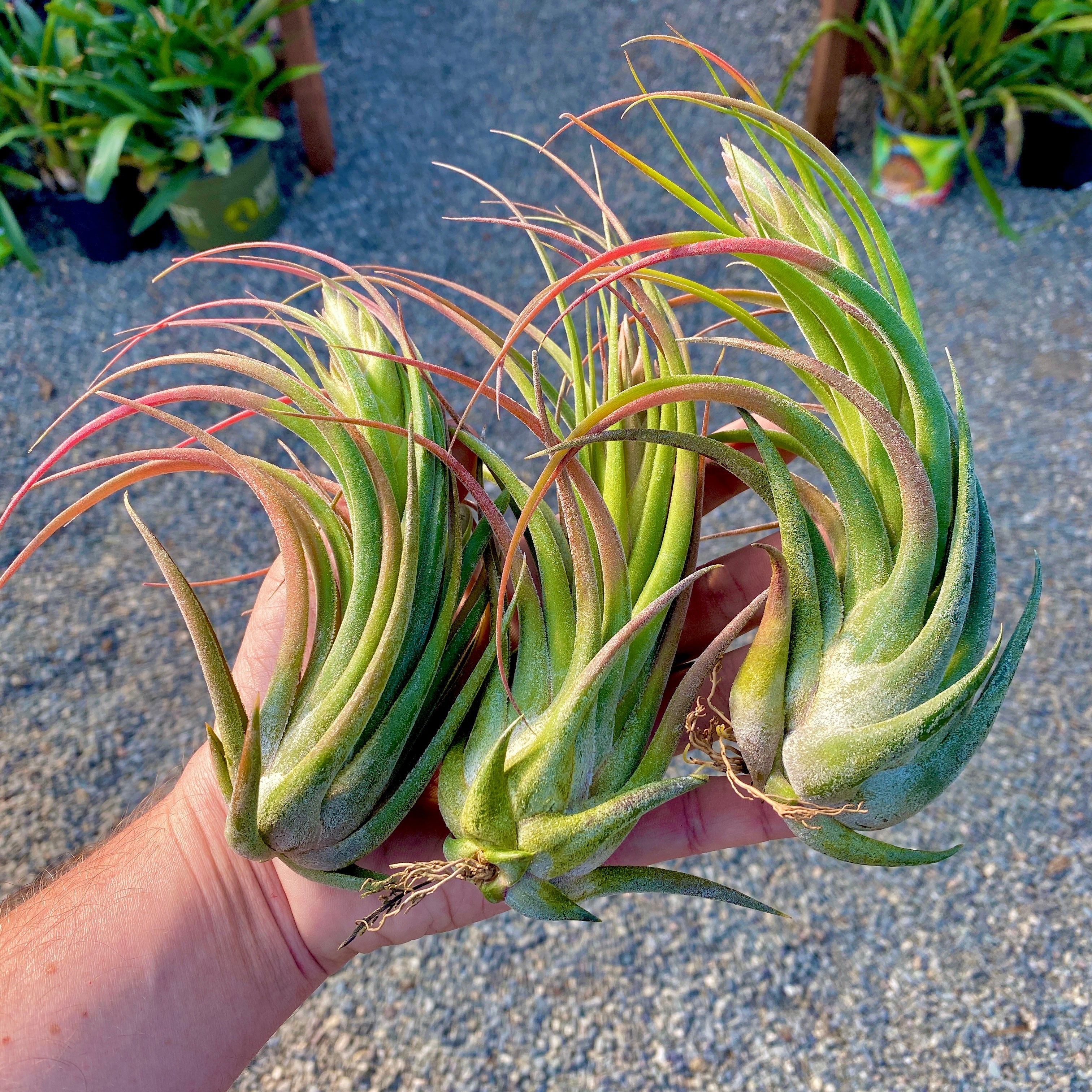 seleriana x circinnatoides rare air plant hybrid