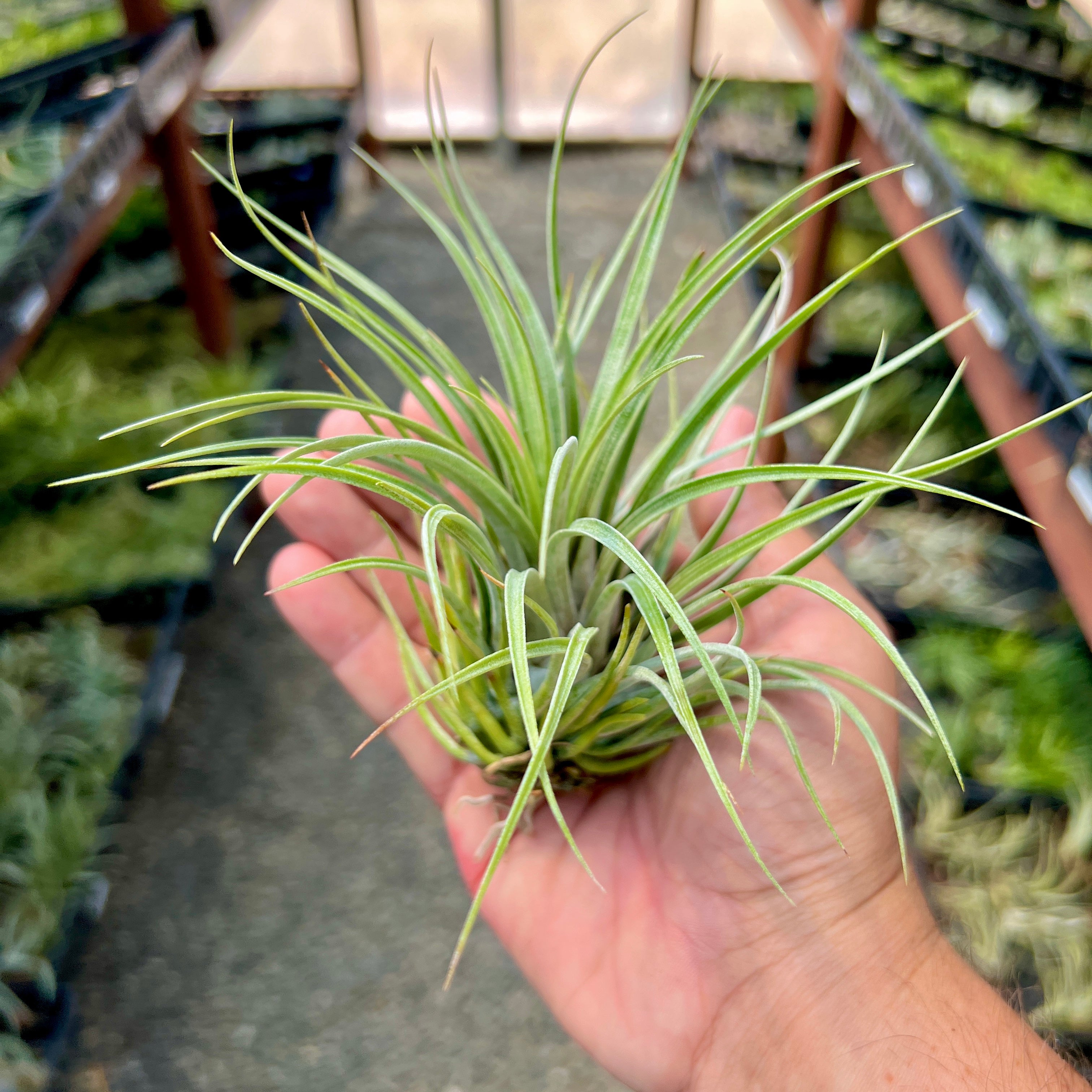 Tillandsia Socialis Rare Air Plant Houseplant For Home Office