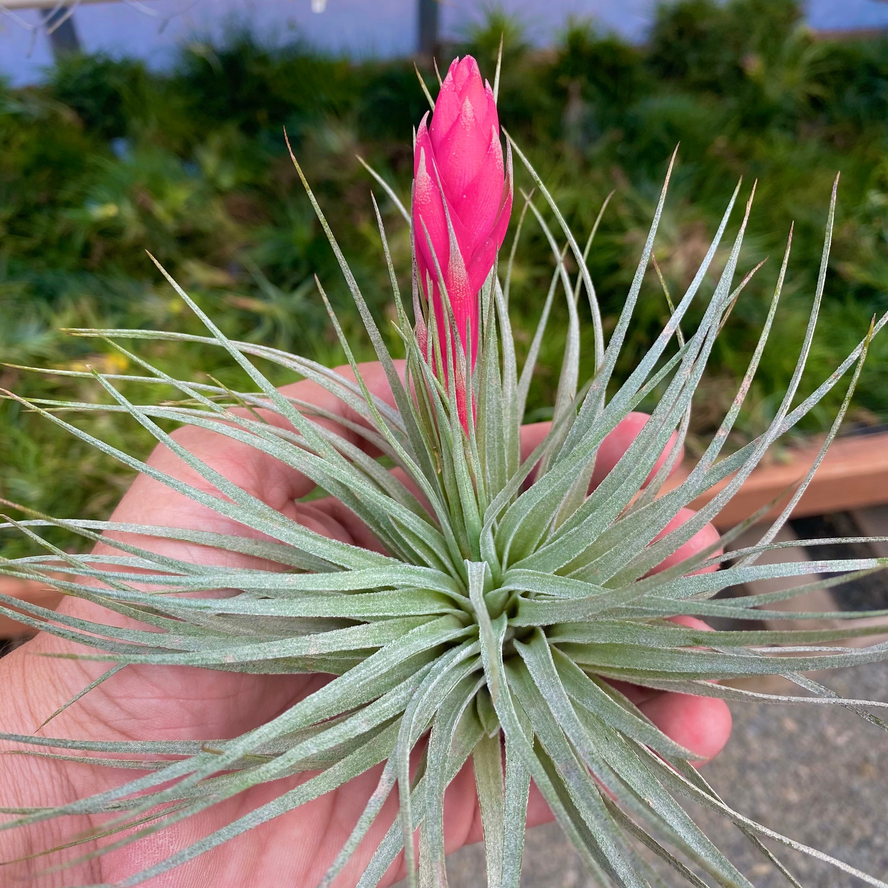 Tillandsia Houston Cotton Candy Air Plant Pink Flower