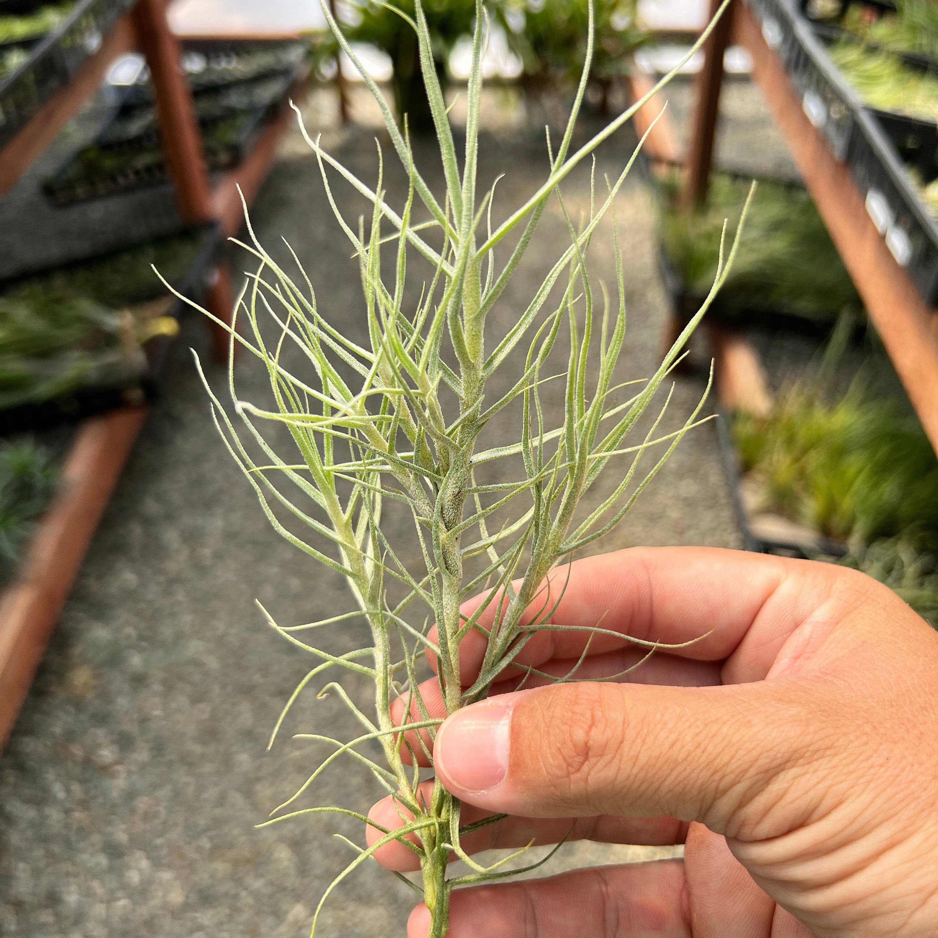 Caerulea Air Plant Thin Tillandsia In Hand Terrarium Plant For Sale