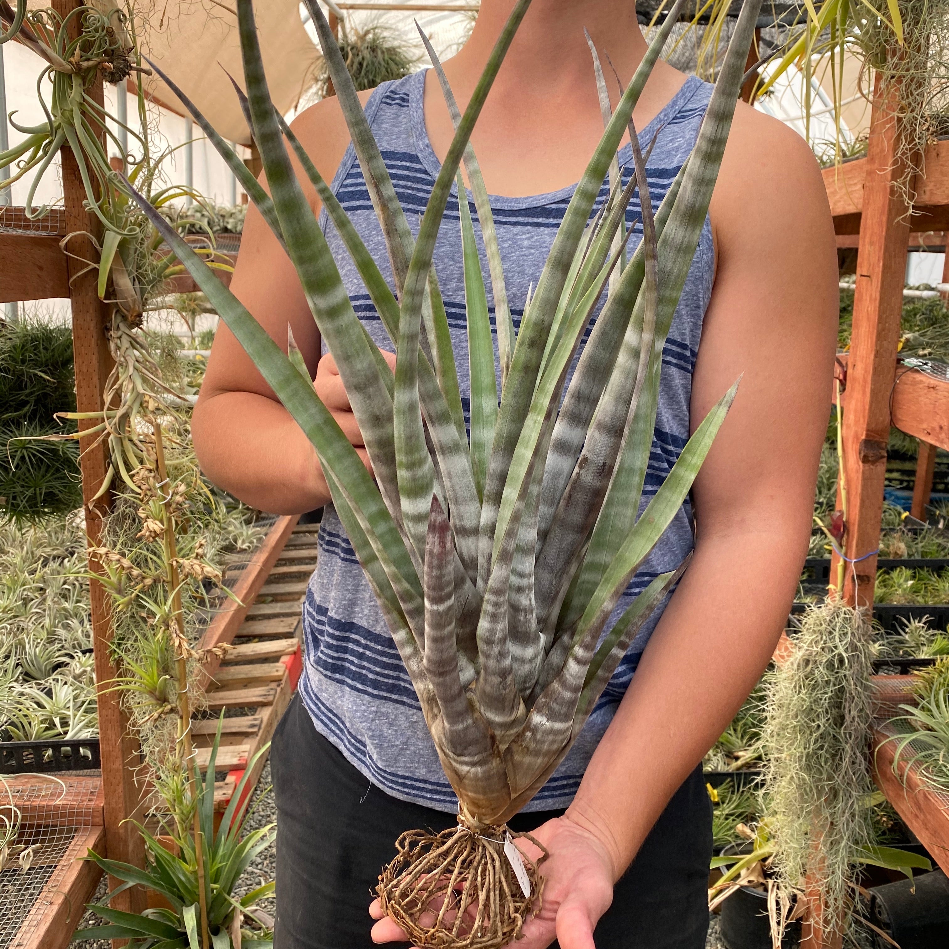 Tillandsia Hildae Rare Banded Air Plant Large Extra Large