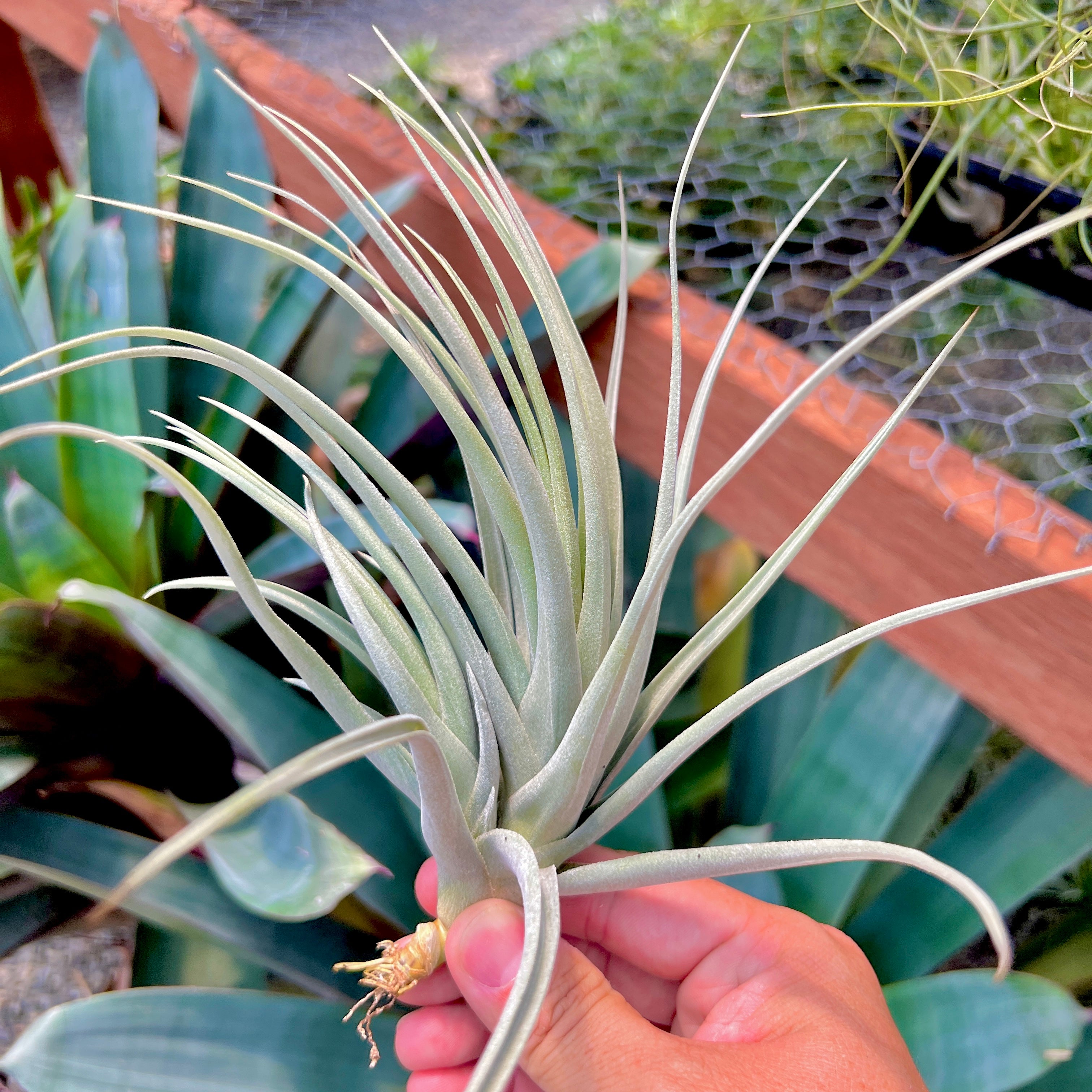 Ixioides x Reichenbachii Rare Hybrid Air Plant Tillandsia For Sale