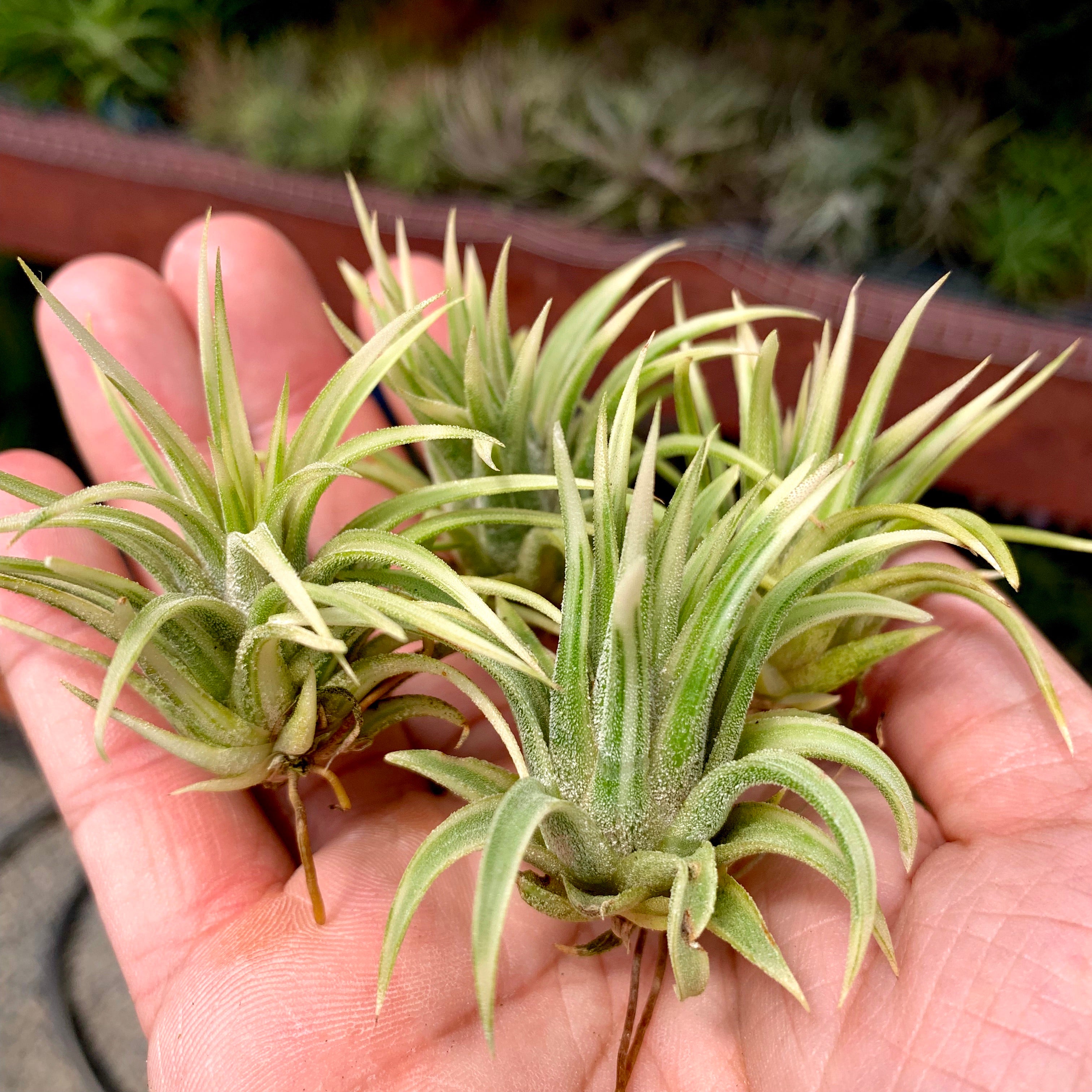 Ionantha Albo-Marginata