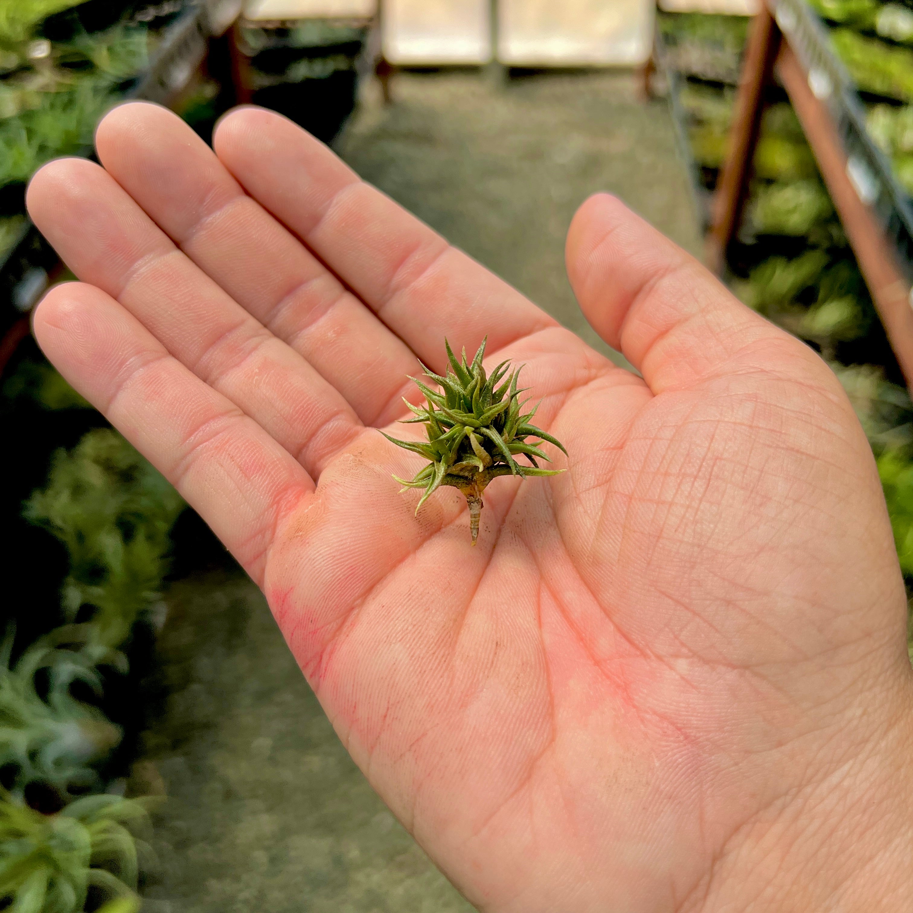 Tillandsia funebris miniature tiny small air plant