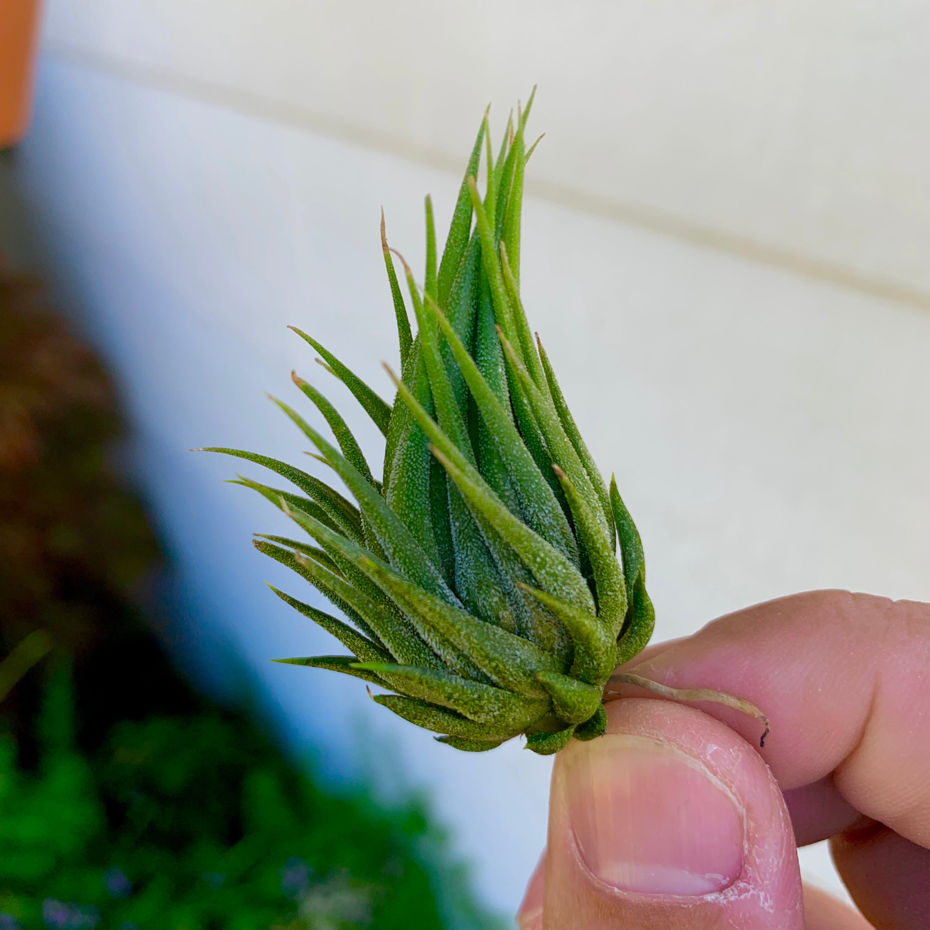 ionantha hazelnut tillandsia air plant cute small houseplant