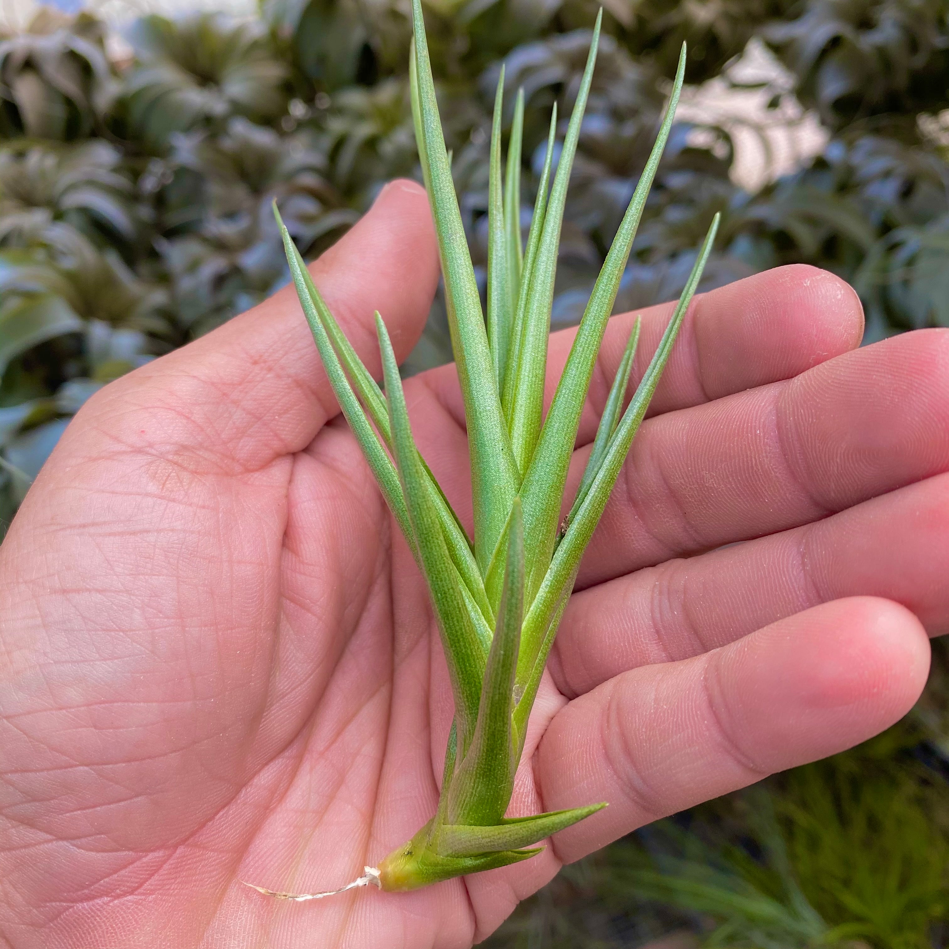 Tillandsia Mystic Burgundy Air Plant Hybrid Purple Flower For Sale