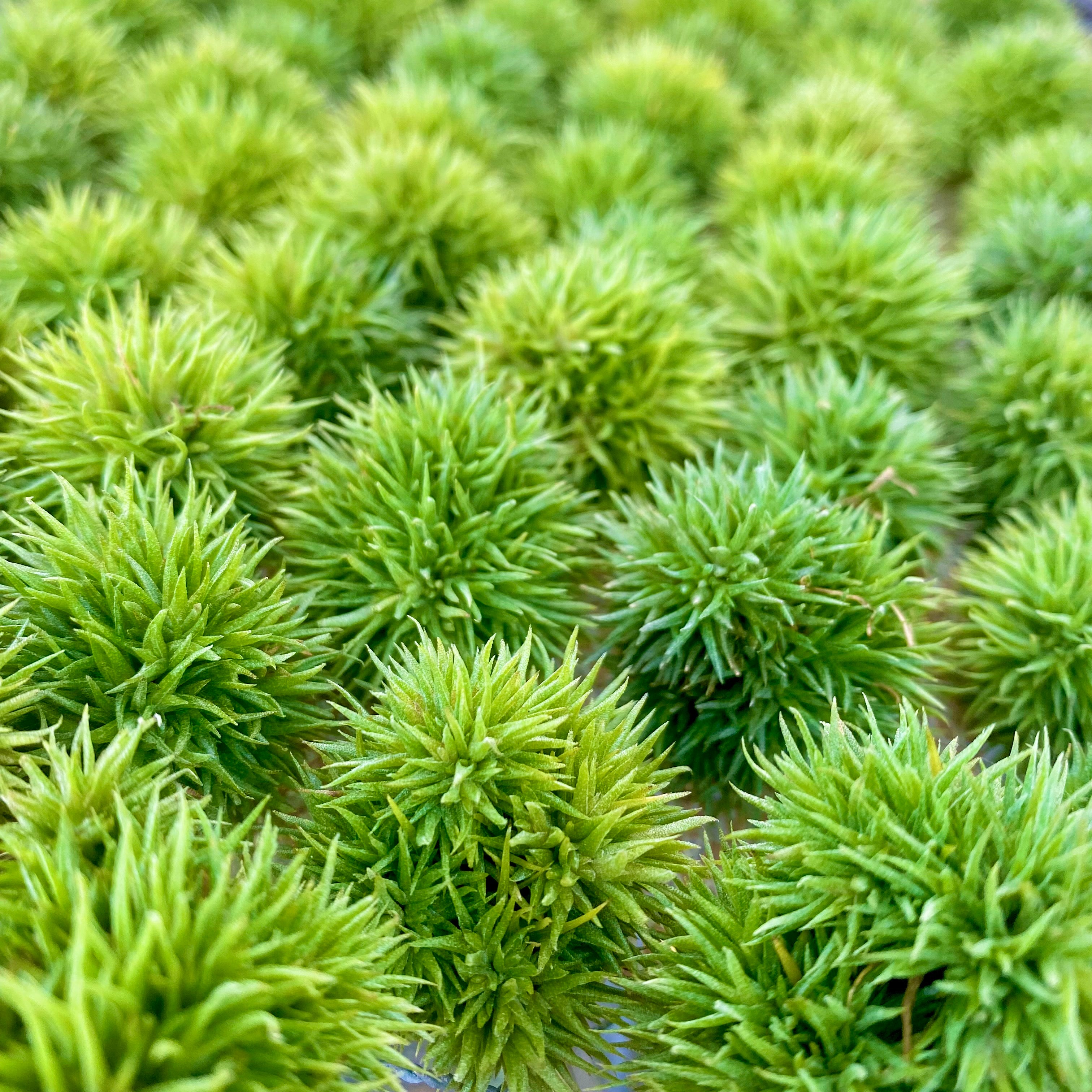 teddy bear air plant Aeranthos Teddy Bear – Air Plant Hub