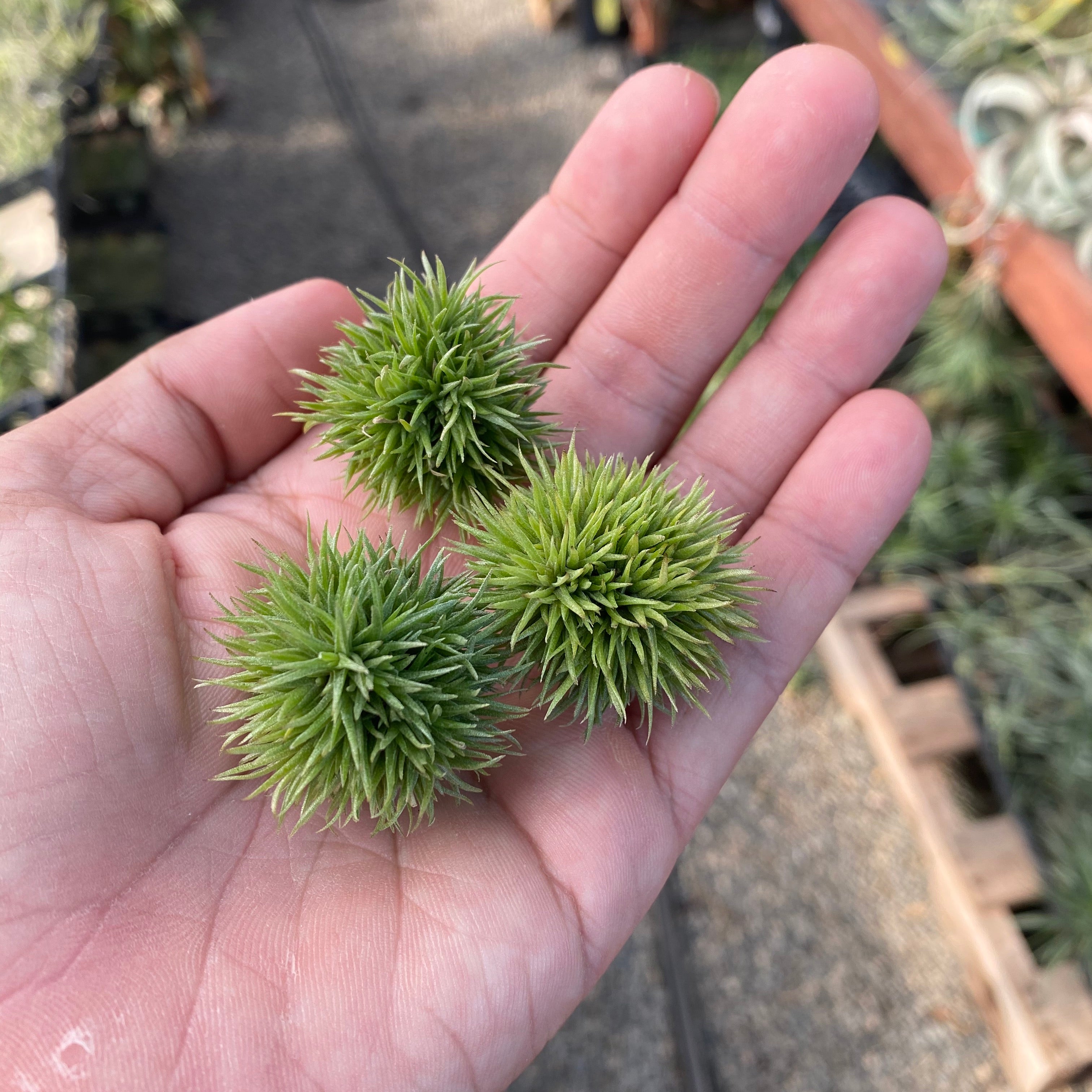 teddy bear air plant Aeranthos Teddy Bear