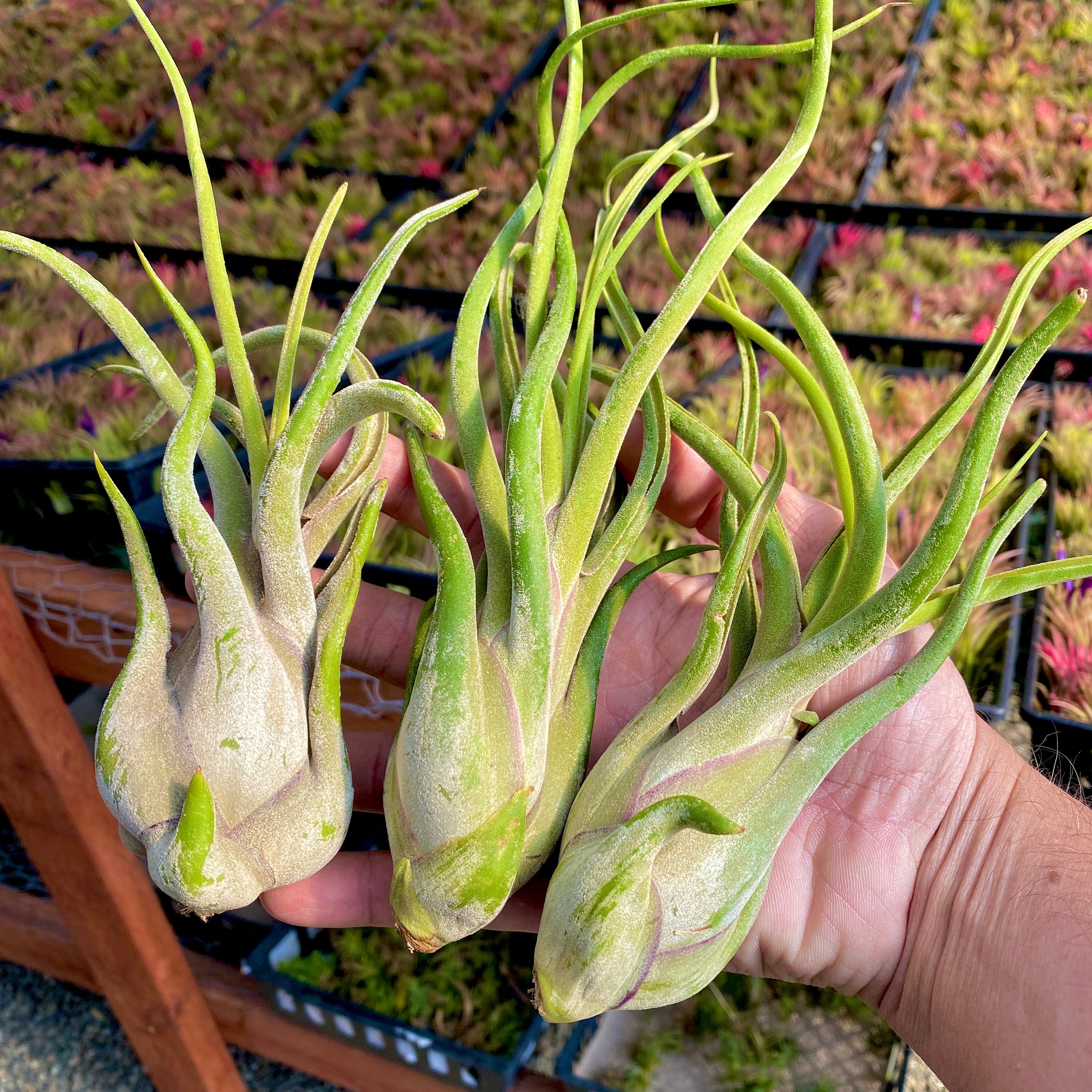 Tillandsia Caput Medusae Beginner Friendly Air Plant