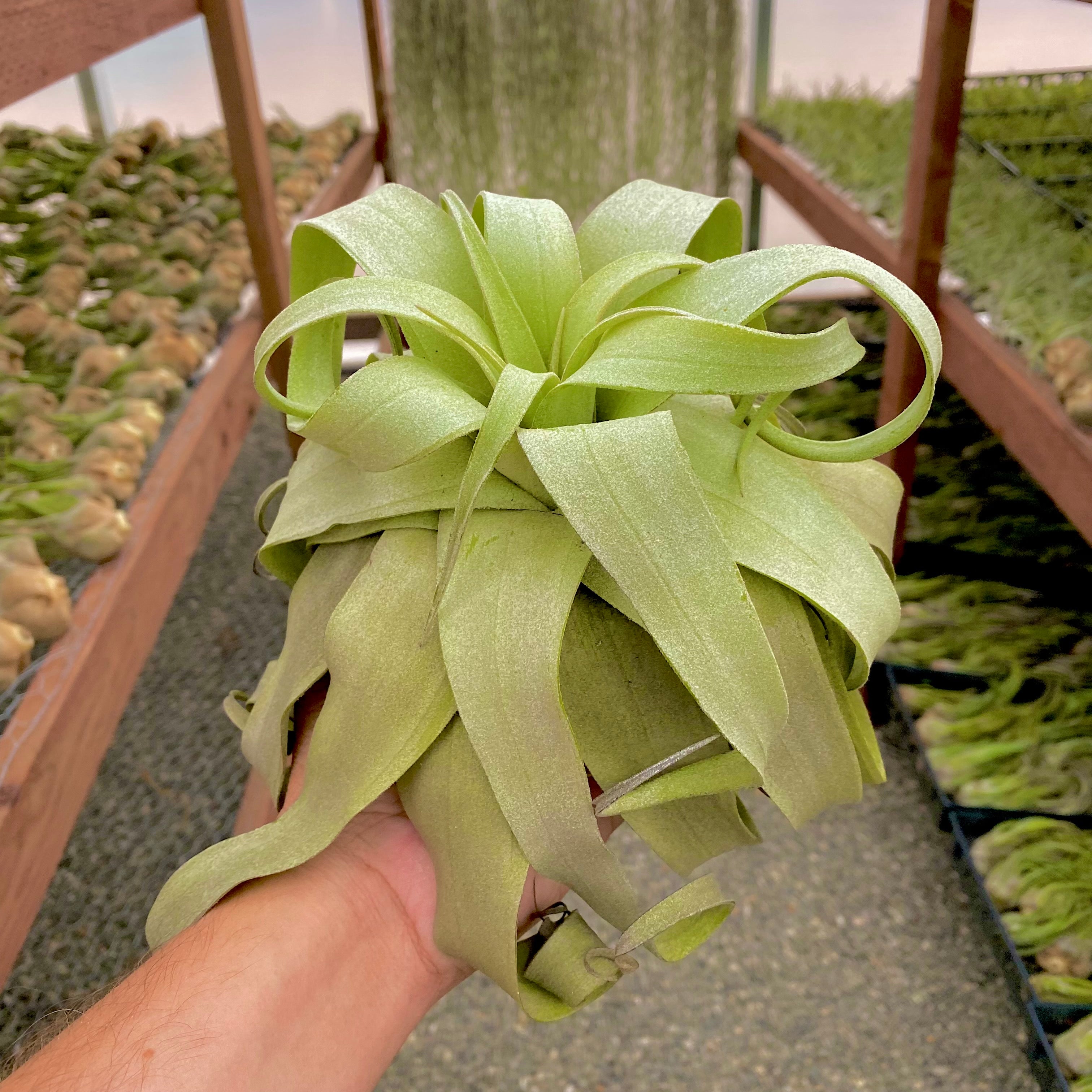 Streptophylla Giant