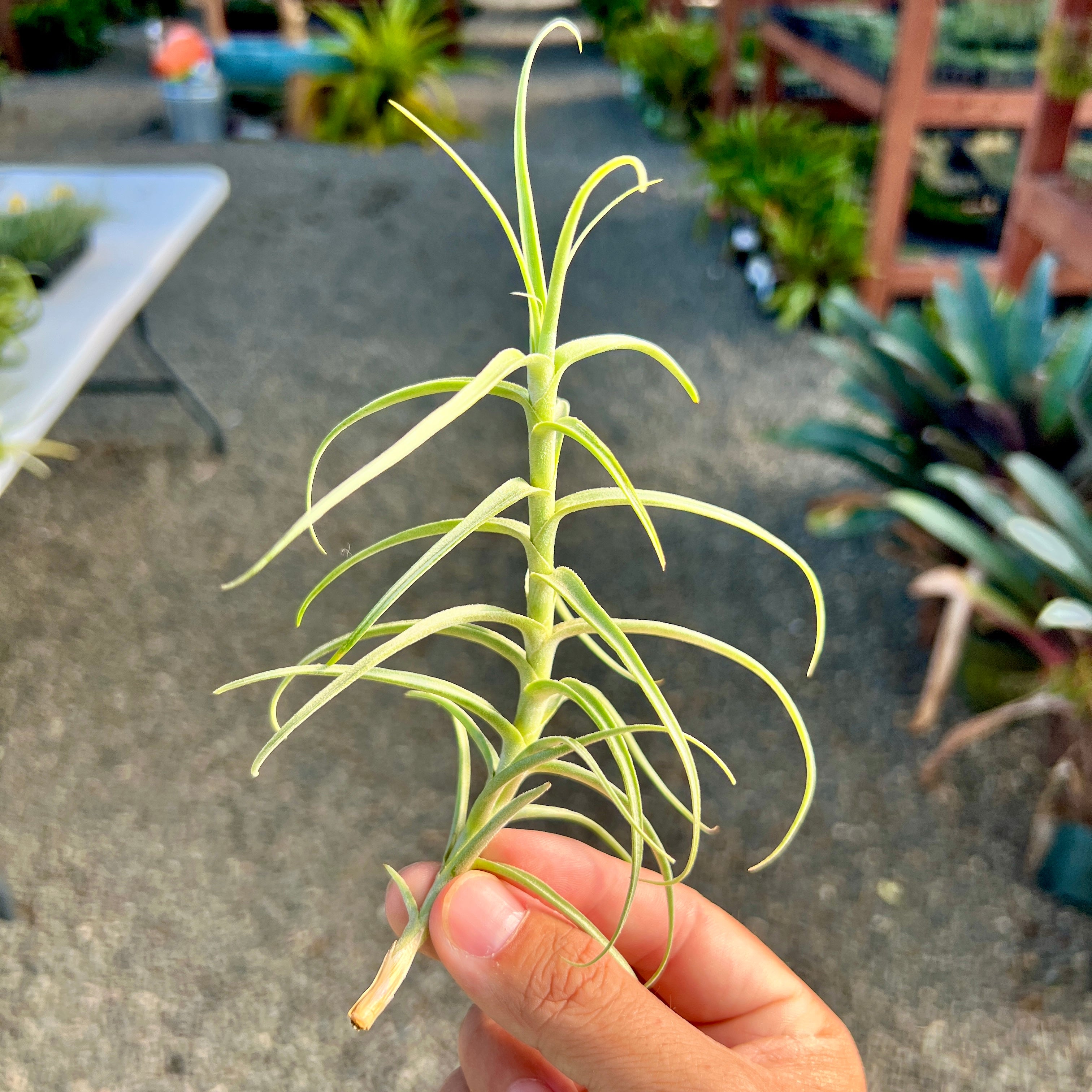 Tillandsia paleacea x tectorum sweet isabel air plant