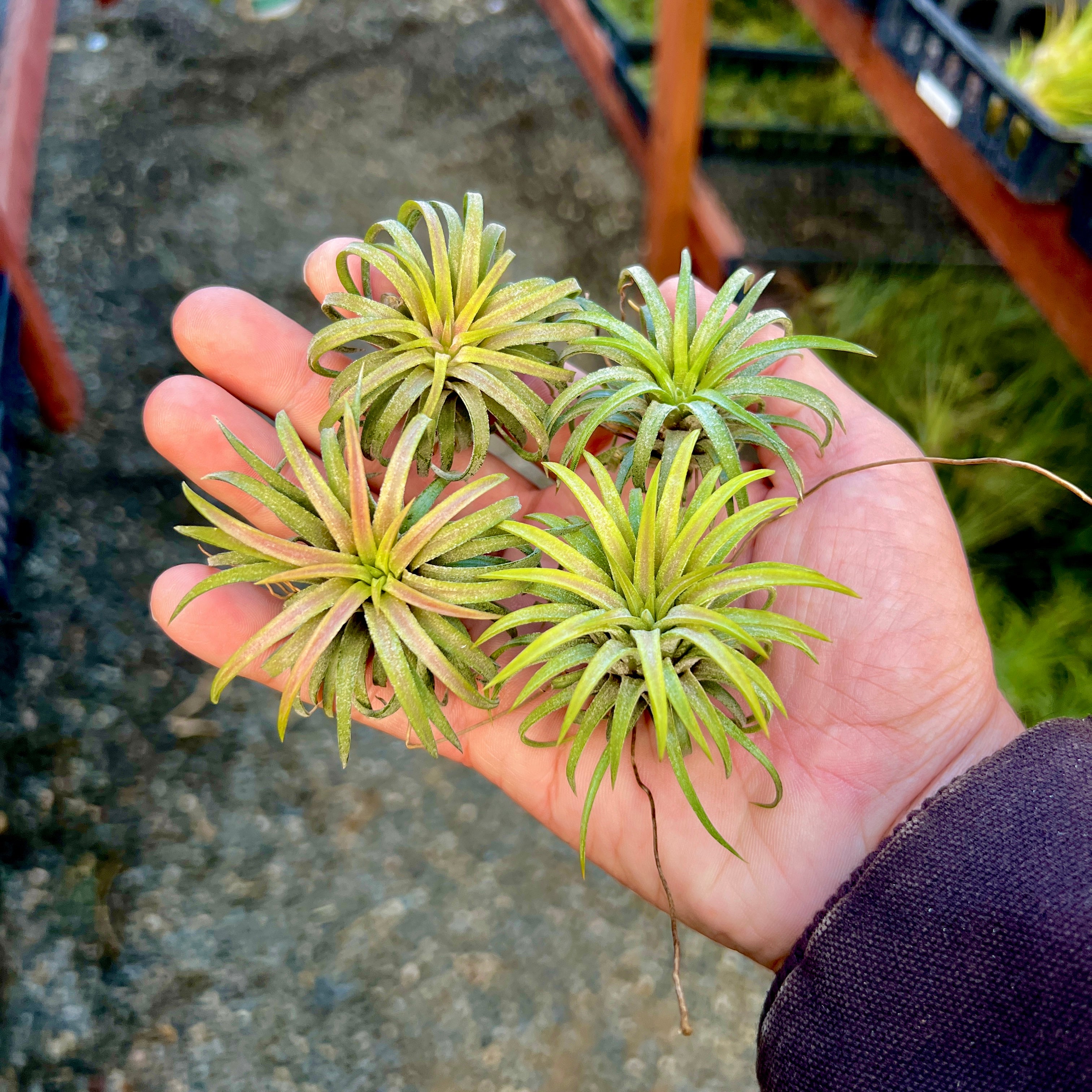 Tillandsia Ionantha Ron Air Plant Rare