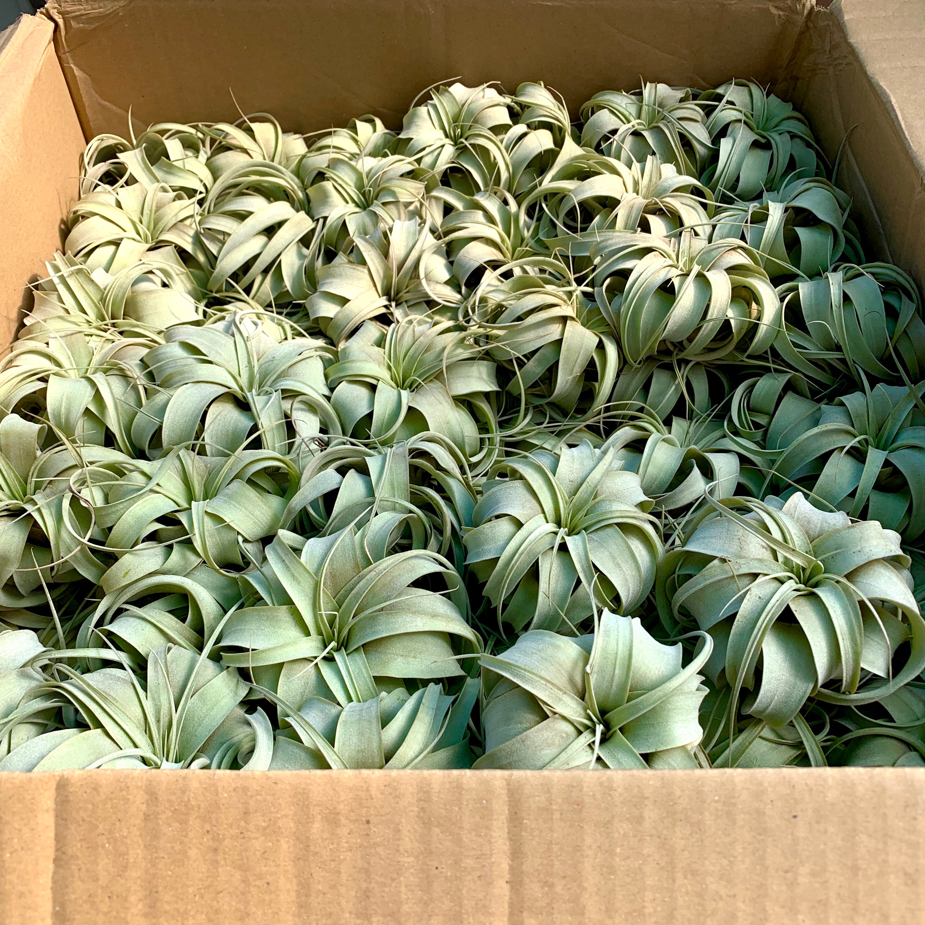 Wholesale Xerographica Small <br> (Minimum order 3)