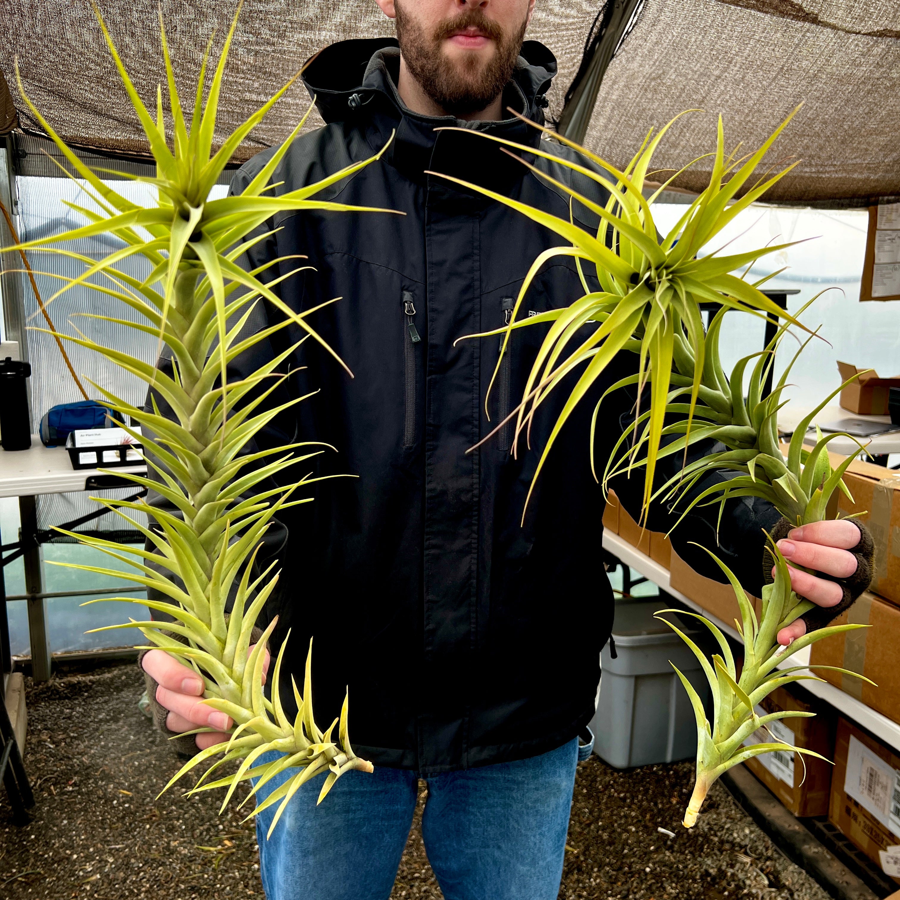 Latifolia Caulescent Tillandsia Giant Air Plant For Sale Rare