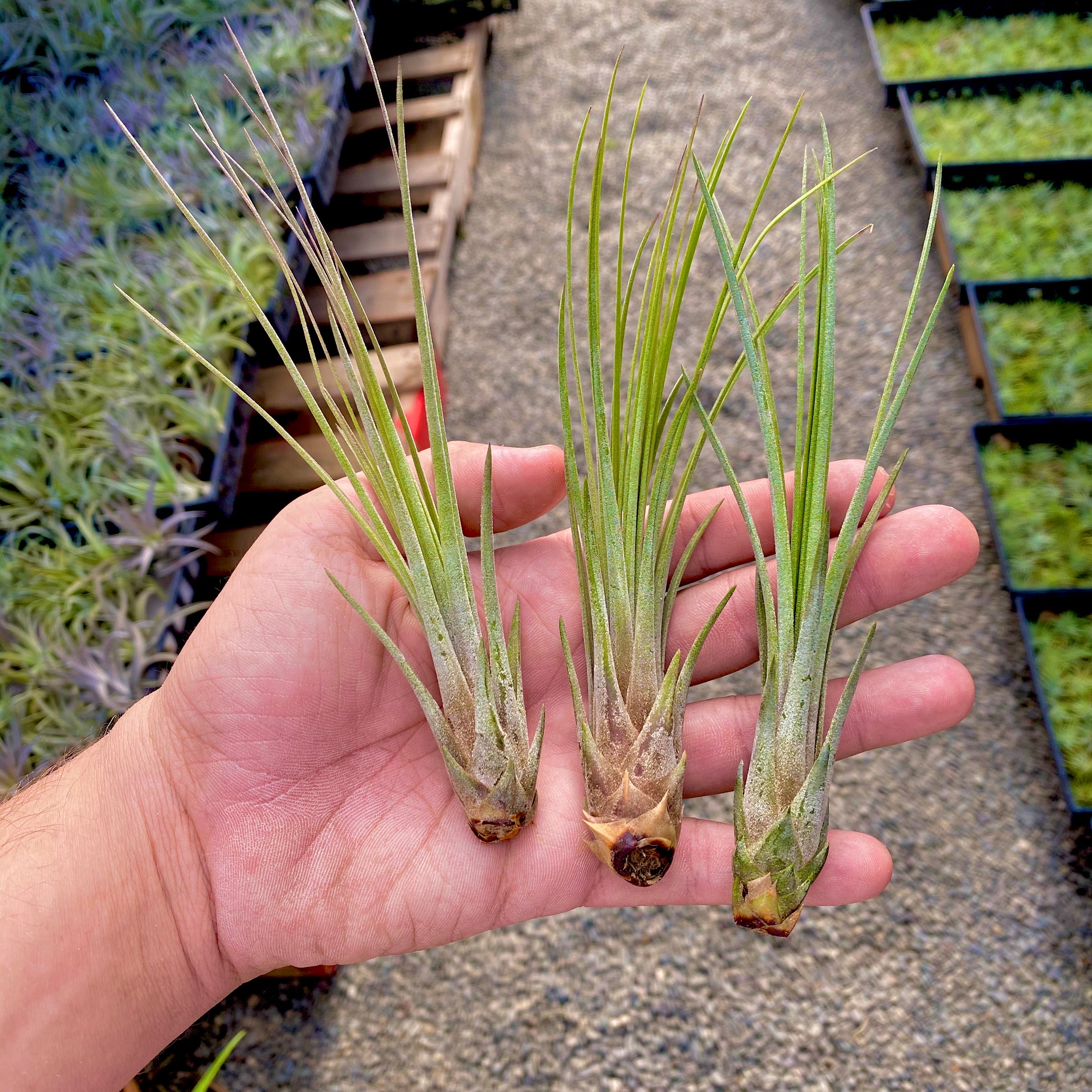 Tillandsia Juncea Air Plant Tall Wispy Vase Houseplant