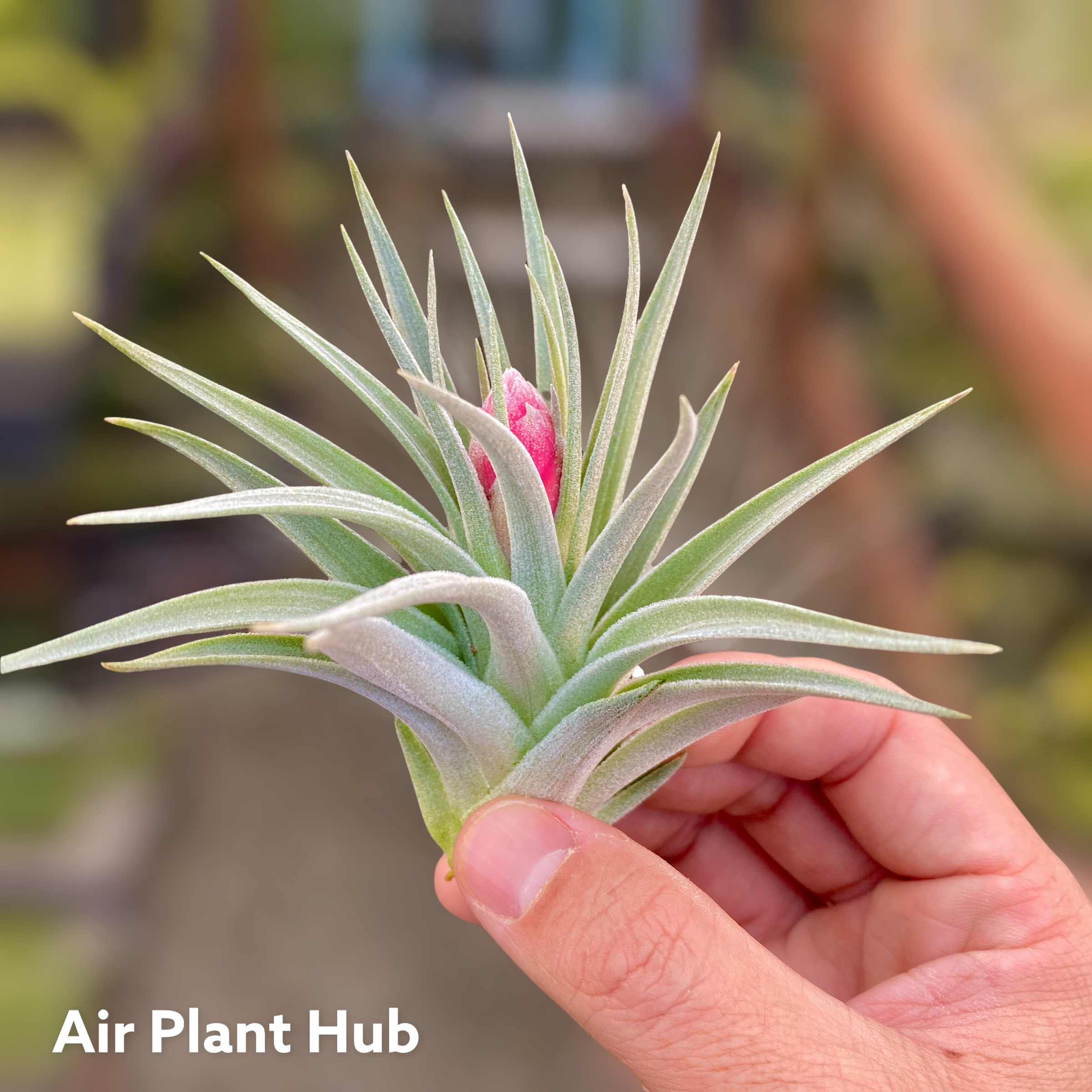 Tillandsia recurvifolia air plant pink bloom easy care beginner friendly