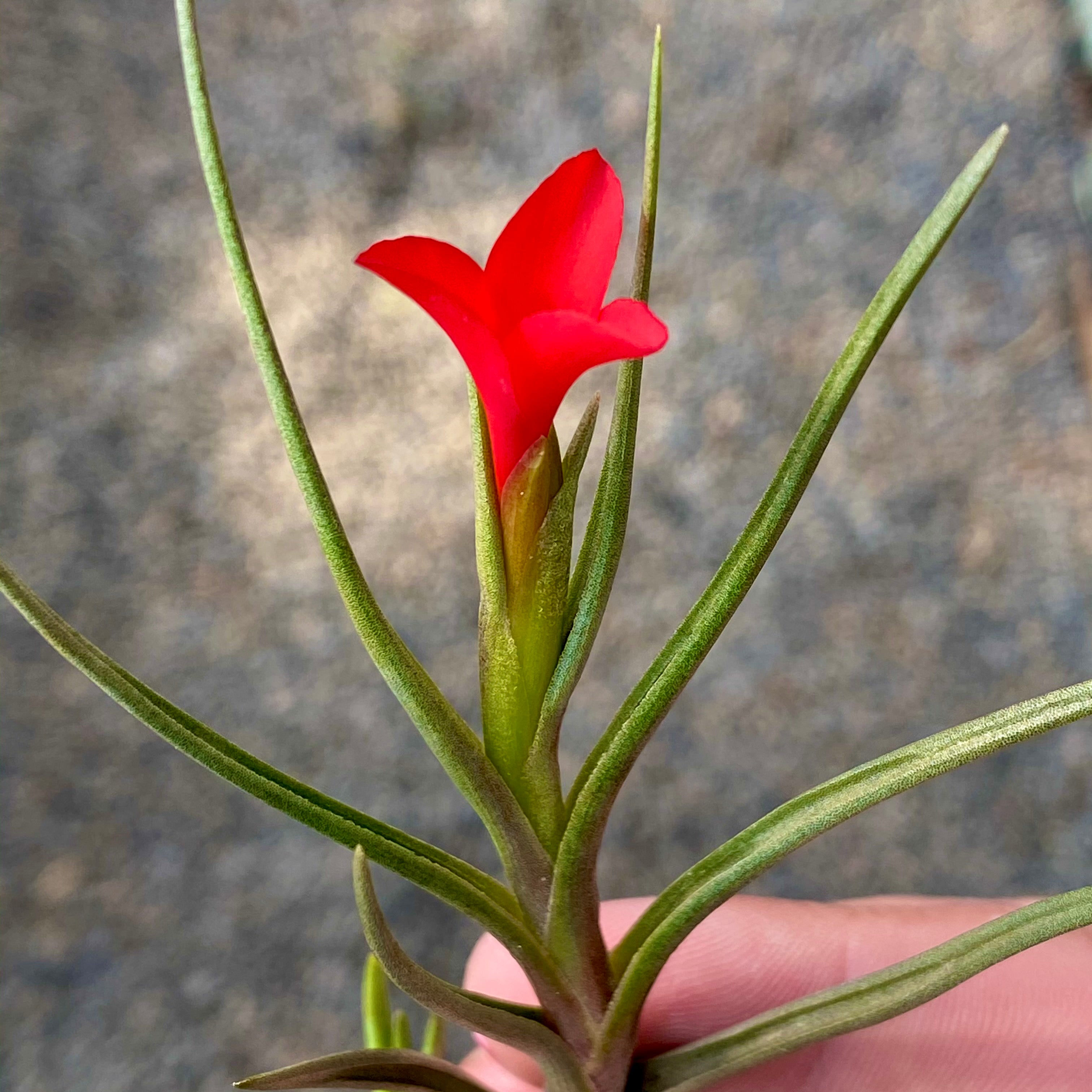 tillandsia albertiana air plant with red flower for sale