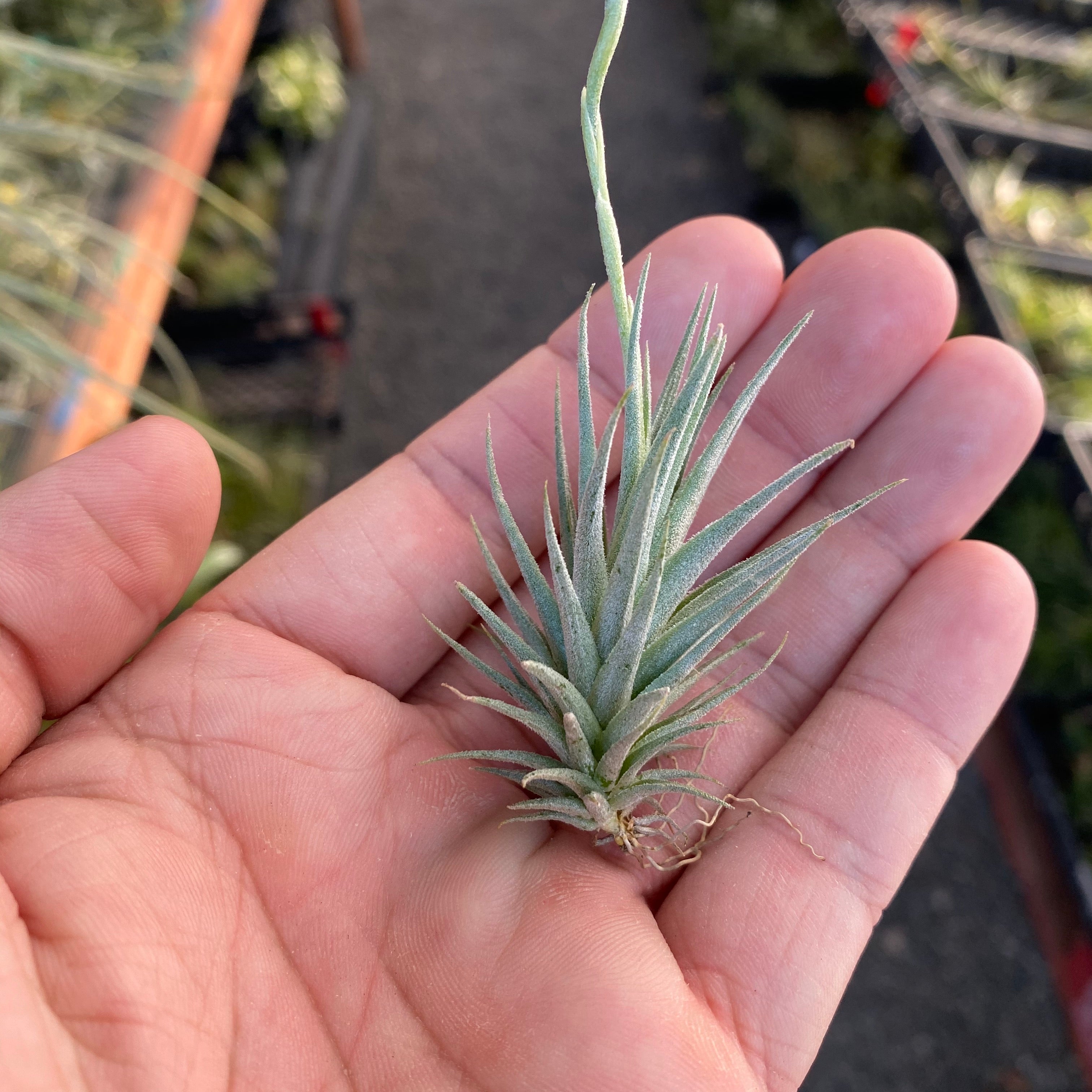 Tillandsia Loliacea Air Plant Mini Plant Small Miniature