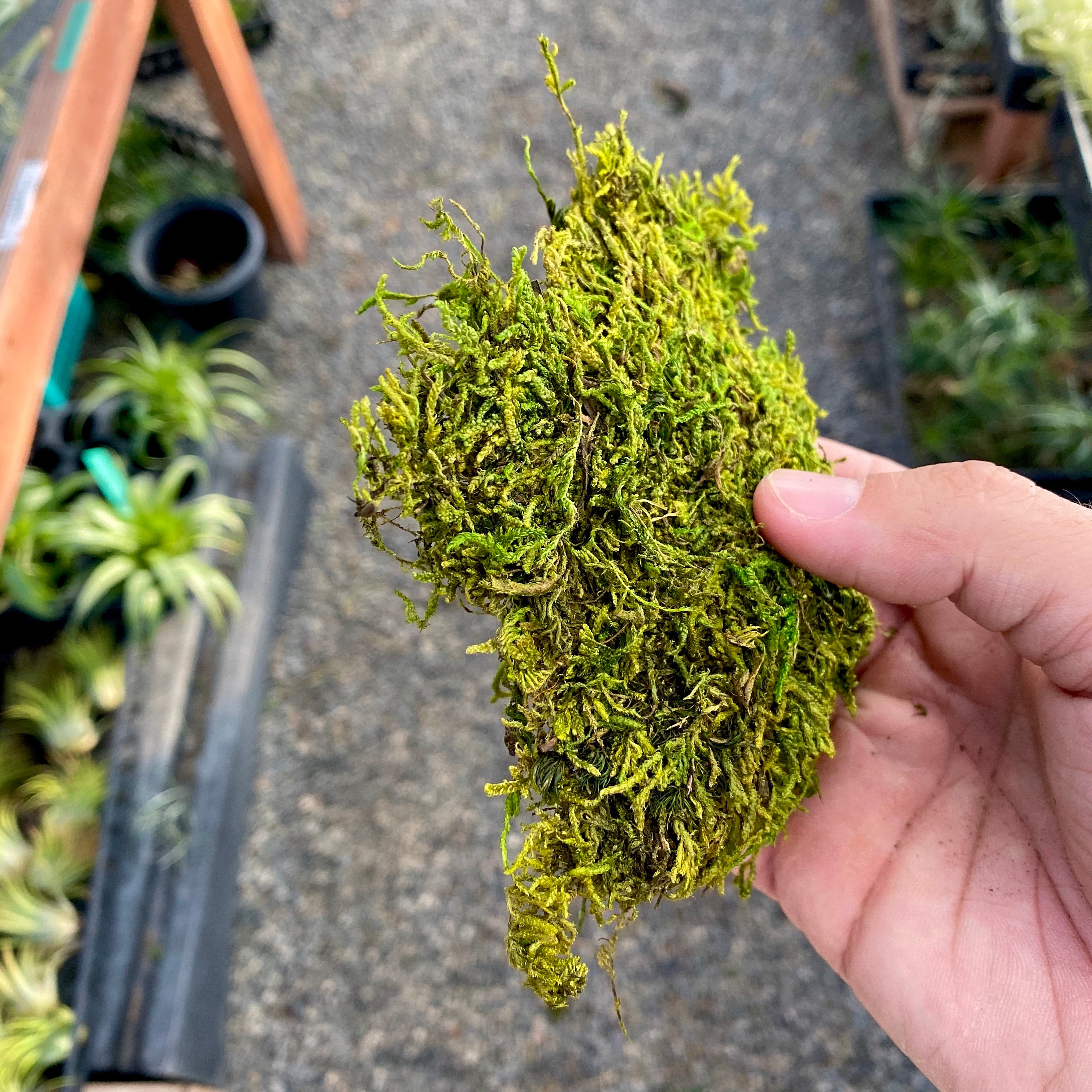 Natural Preserved Sheet Moss – Moss Acres
